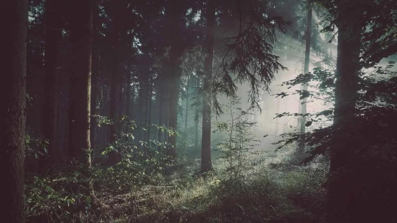 Wald mit Nebel