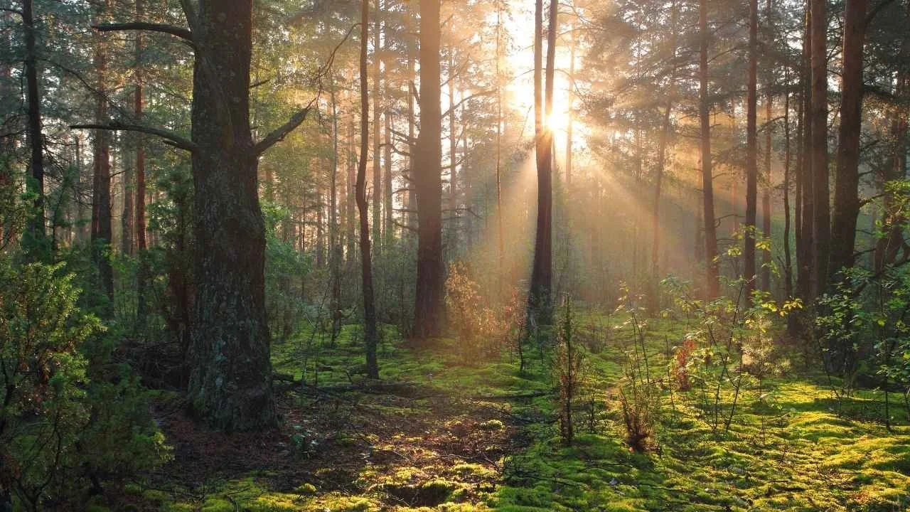 Waldlichtung