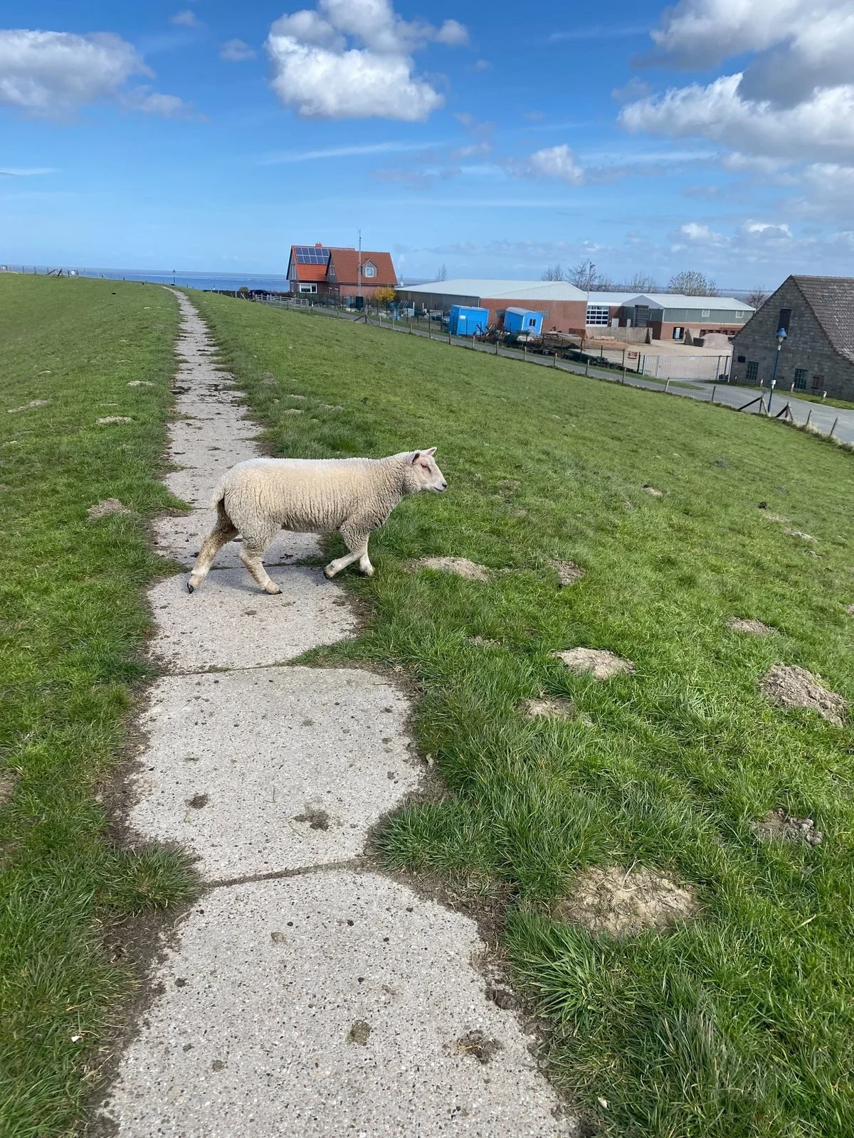 Schaf auf dem Deichweg im Langwarder Groden in Butjadingen