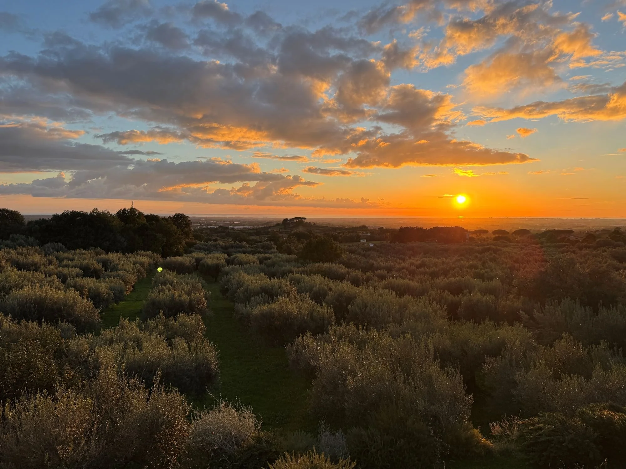 Landschaft mit Olivenhainen bei Sonnenuntergang, mit orangefarbenem Himmel und Wolken
