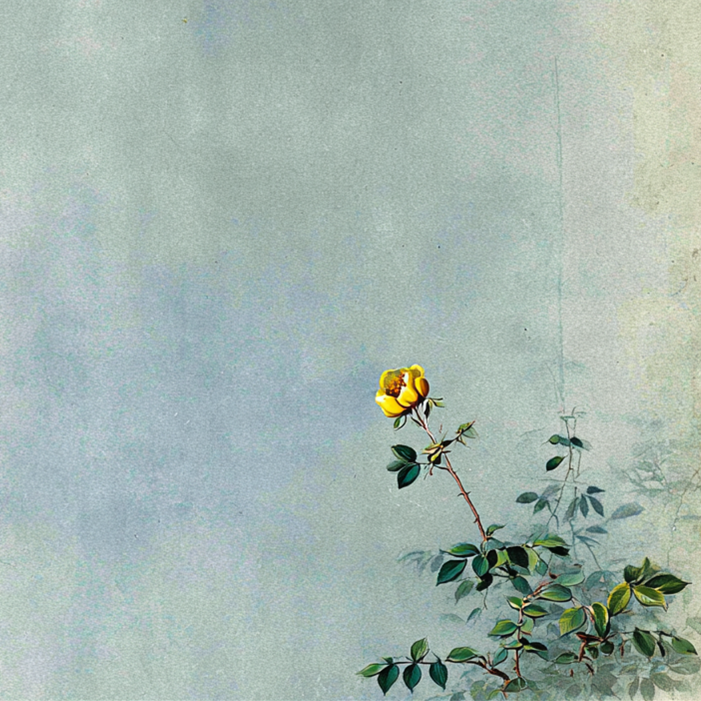 eng_rose_cottage_4_20.png