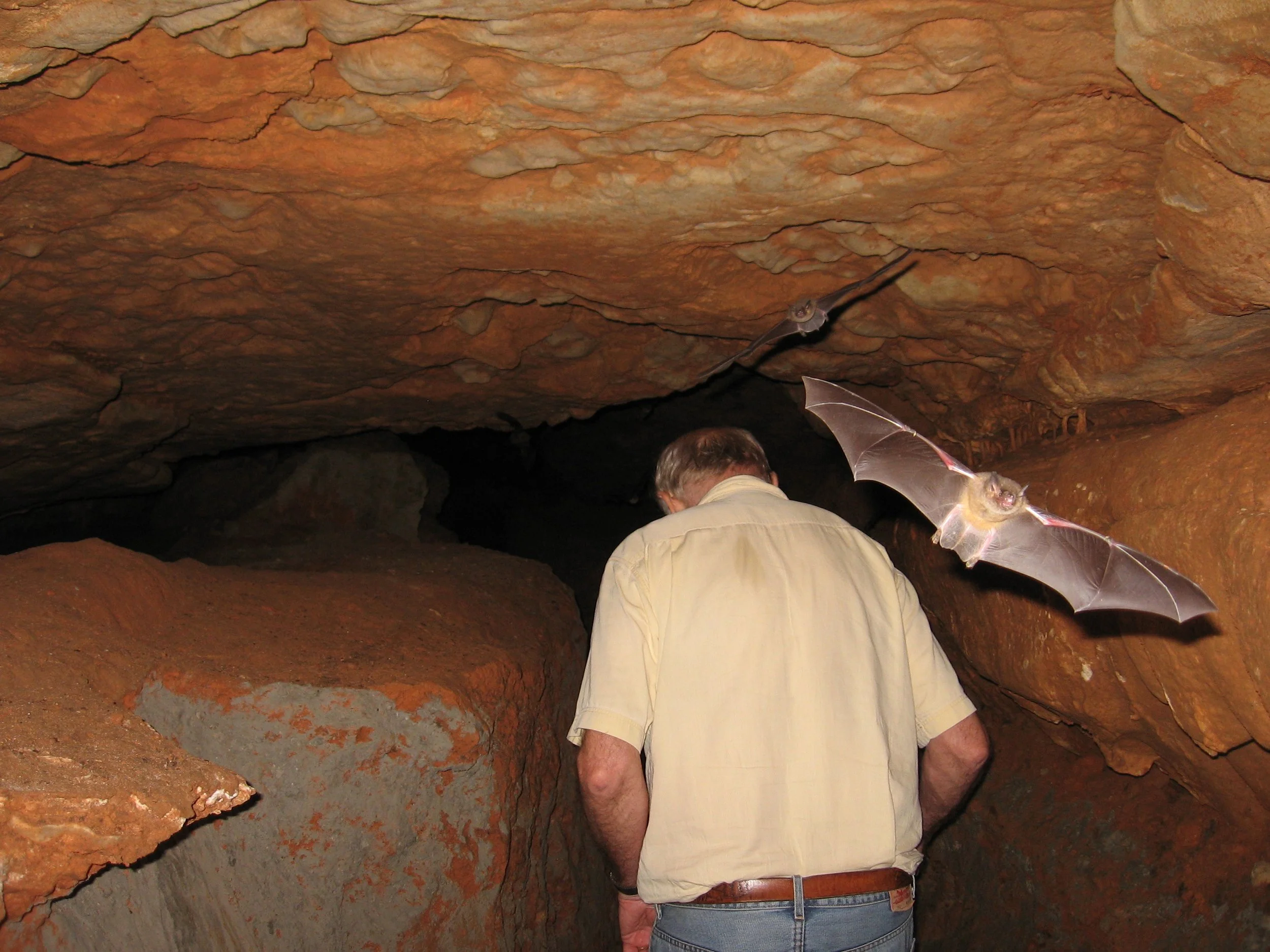 Gray bats greeting Tom to the East Passage. Photo by Rick Devlin