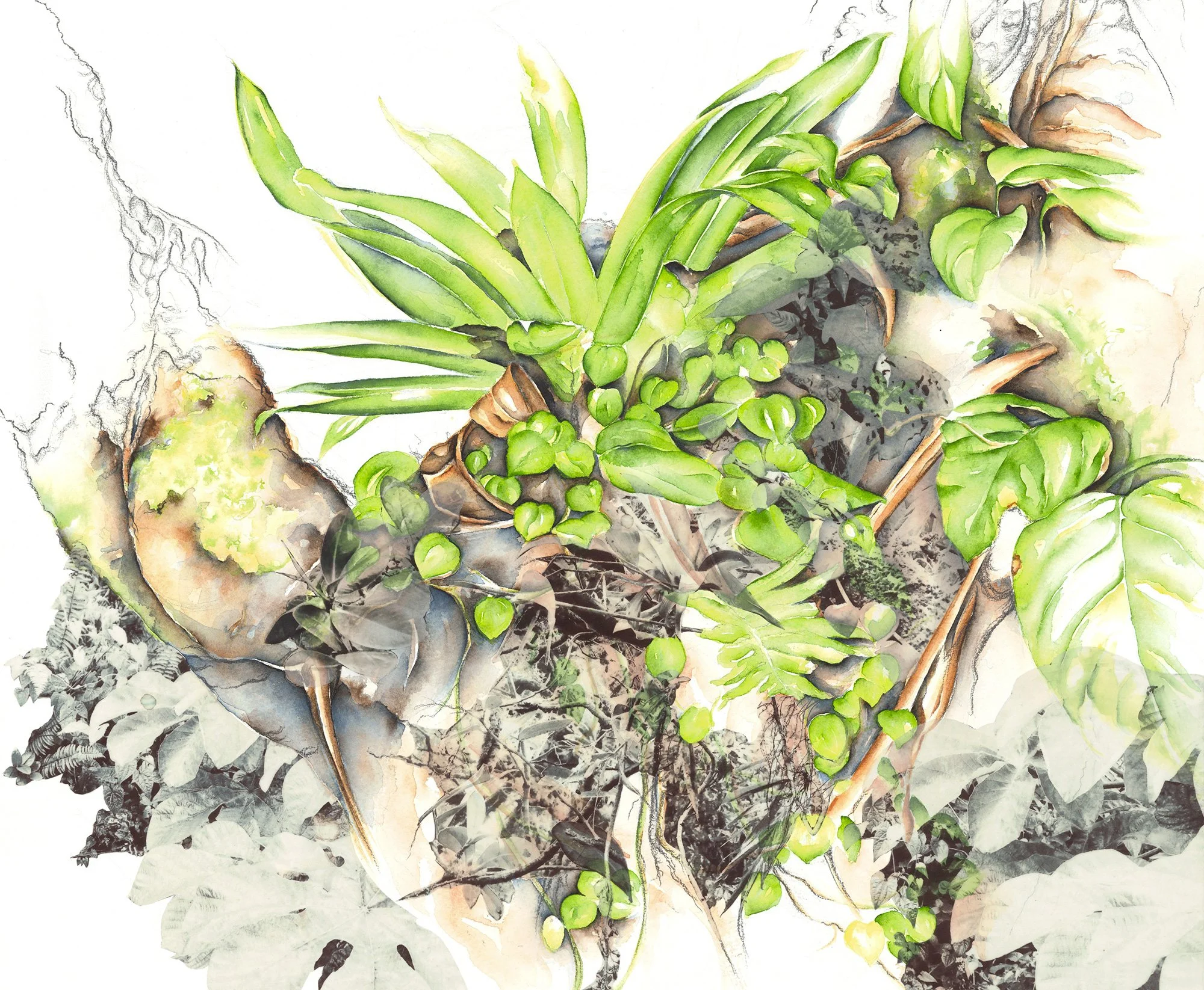 Bromelia – Mathilde Wolff
