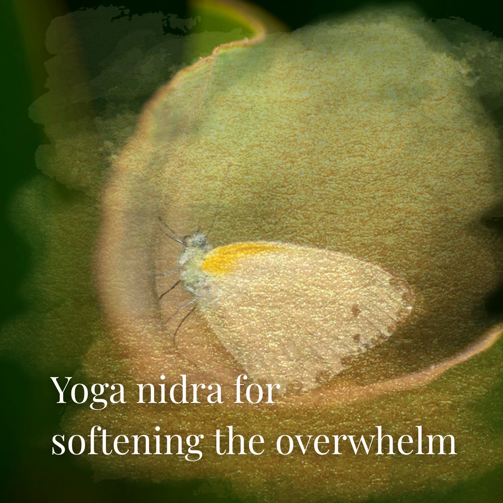 Bonus episode: Yoga Nidra for Softening the Overwhelm