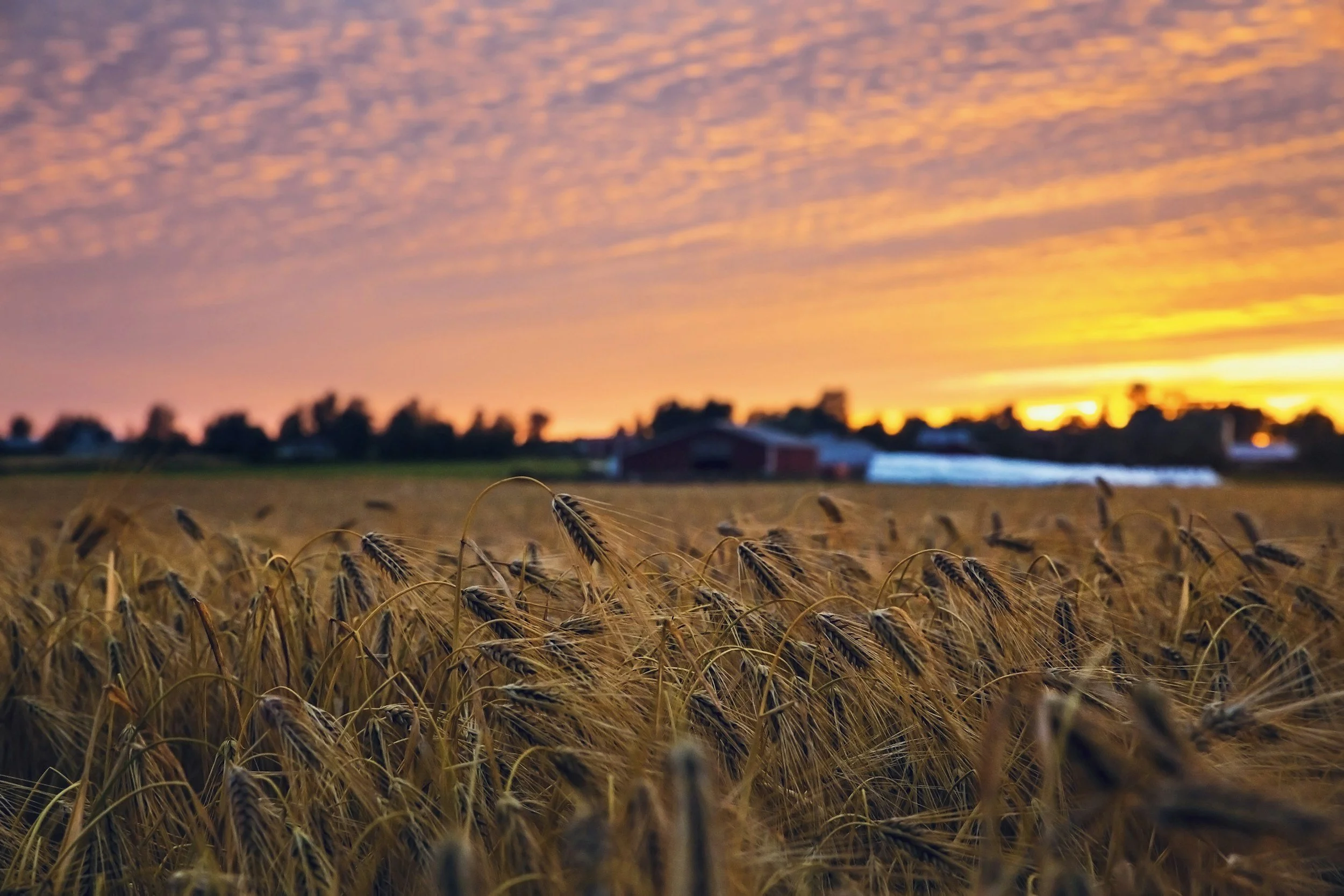 Russian Grain Export Shows Record Volumes Despite Seasonal Challenges
