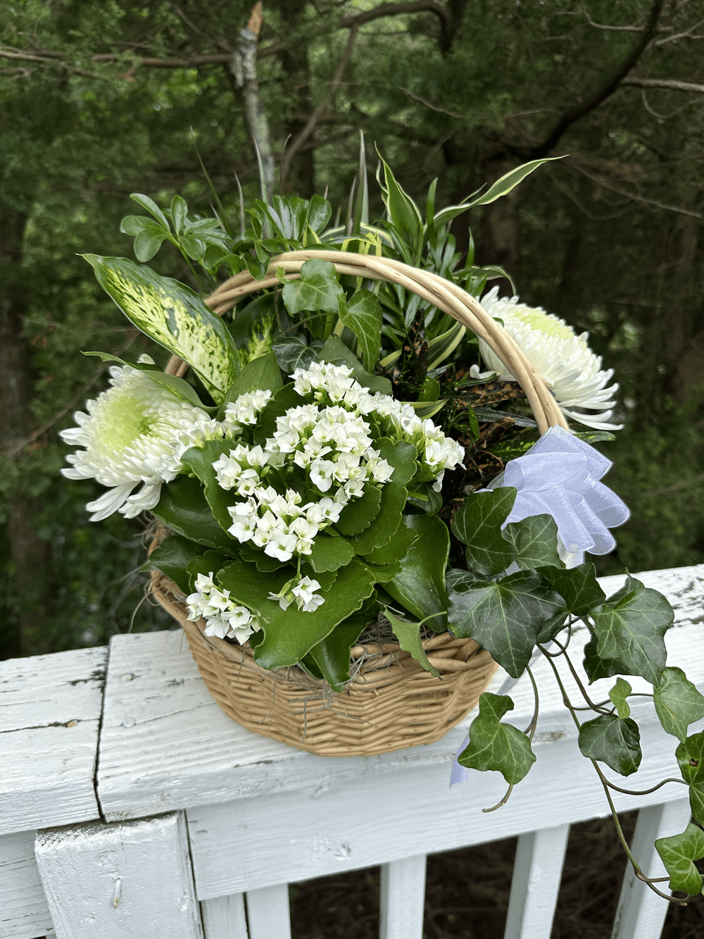Basket of Sunshine: Dish Garden — Black Eyed Susan's Flowers & Plants