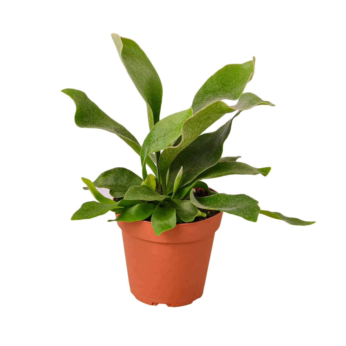 Staghorn Fern - 6 in