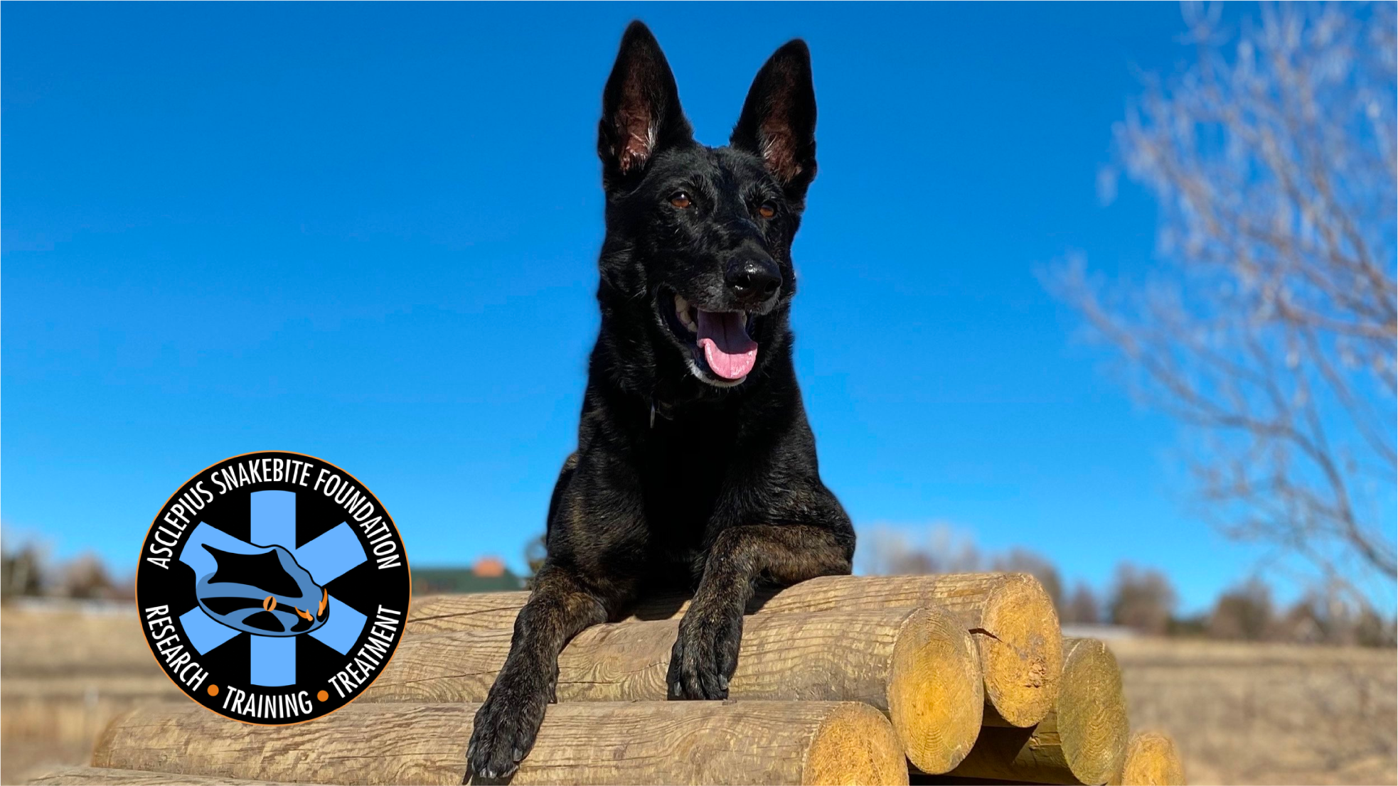 VETERINARY EXPERTS DO NOT RECOMMEND THE RATTLESNAKE VACCINE