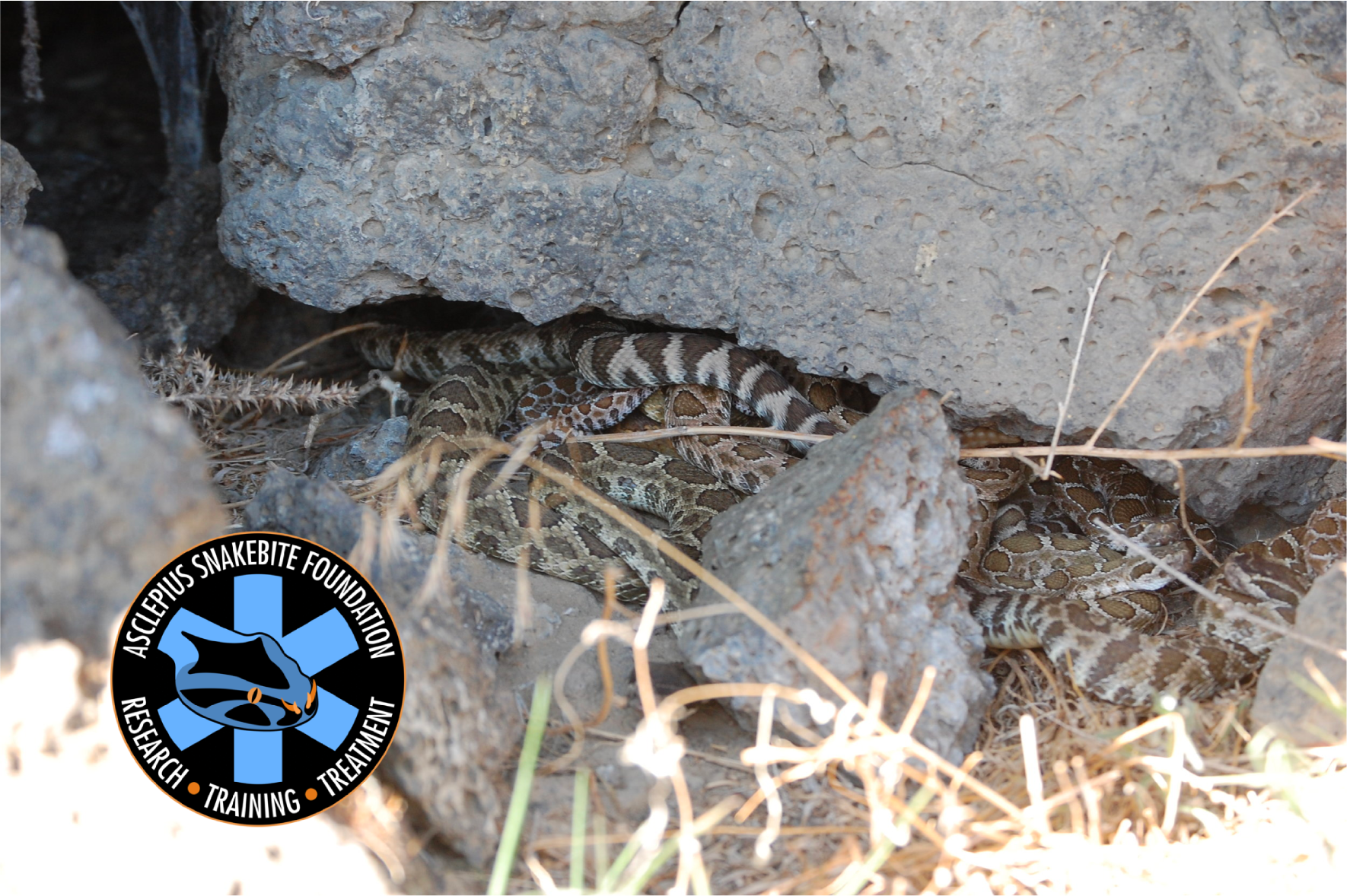 ARE BABY SNAKES REALLY MORE VENOMOUS THAN ADULTS?