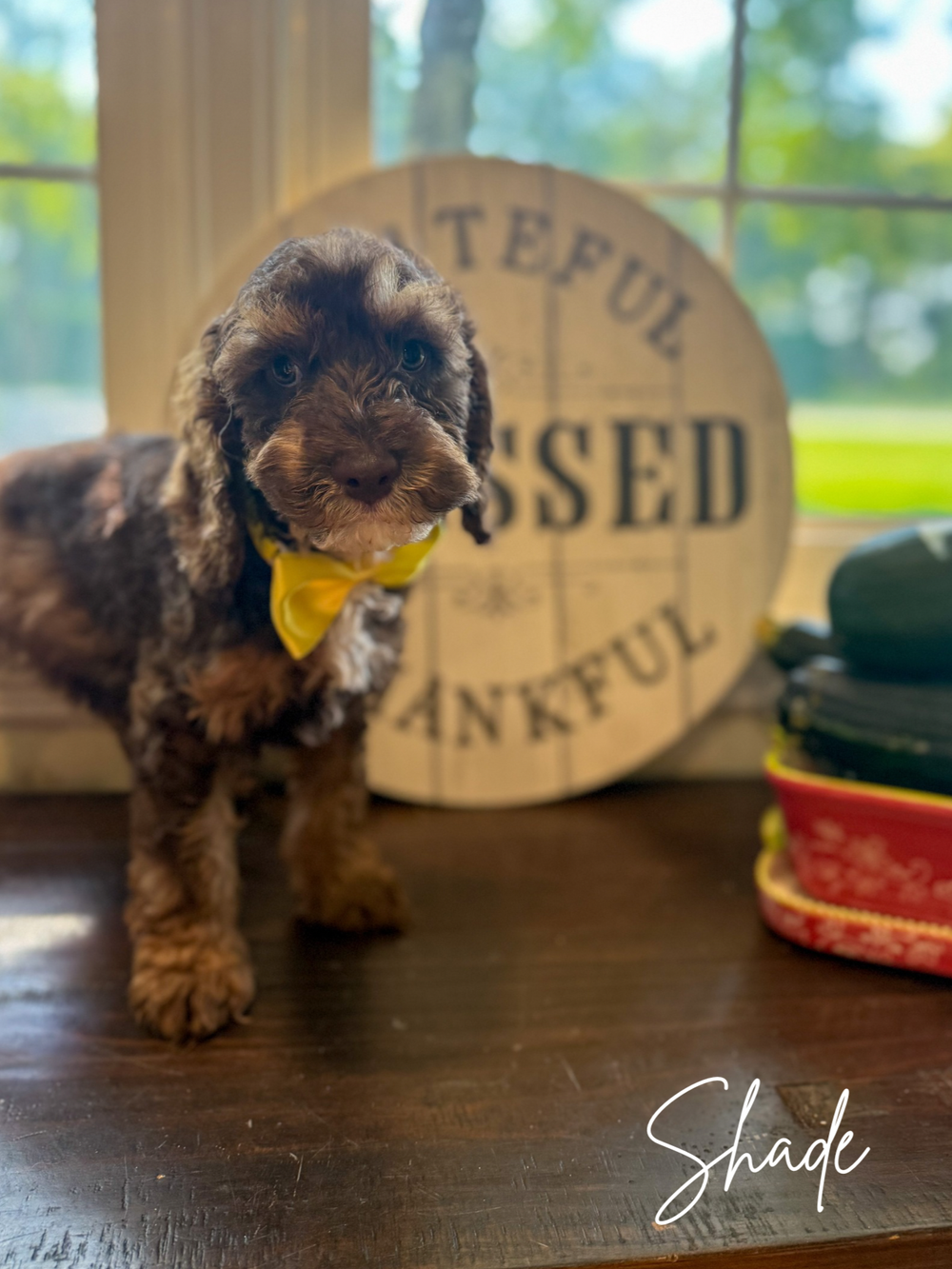 Chocolate tricolor Australian Labradoodle puppy