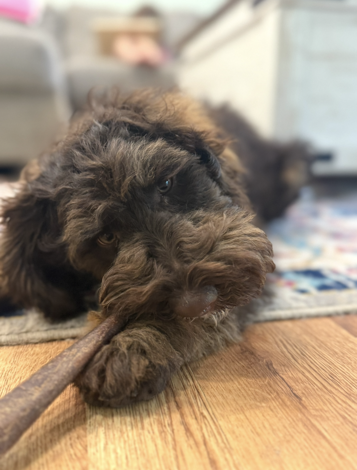 A brown and black puppy lying on a wooden floor, chewing on a stick.
