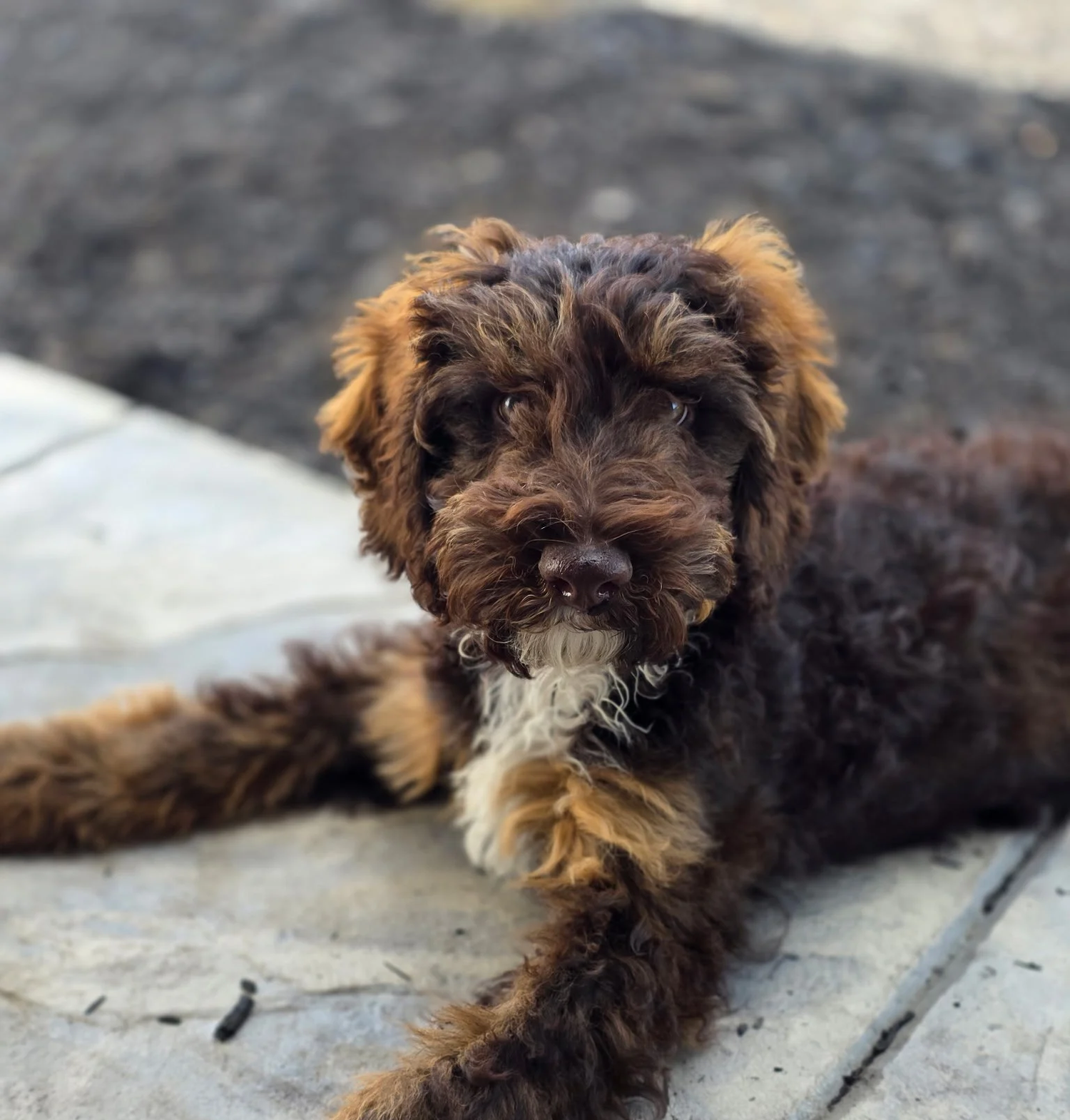 Reese, a tricolor Australian Labradoodle who lives with her guardian family
