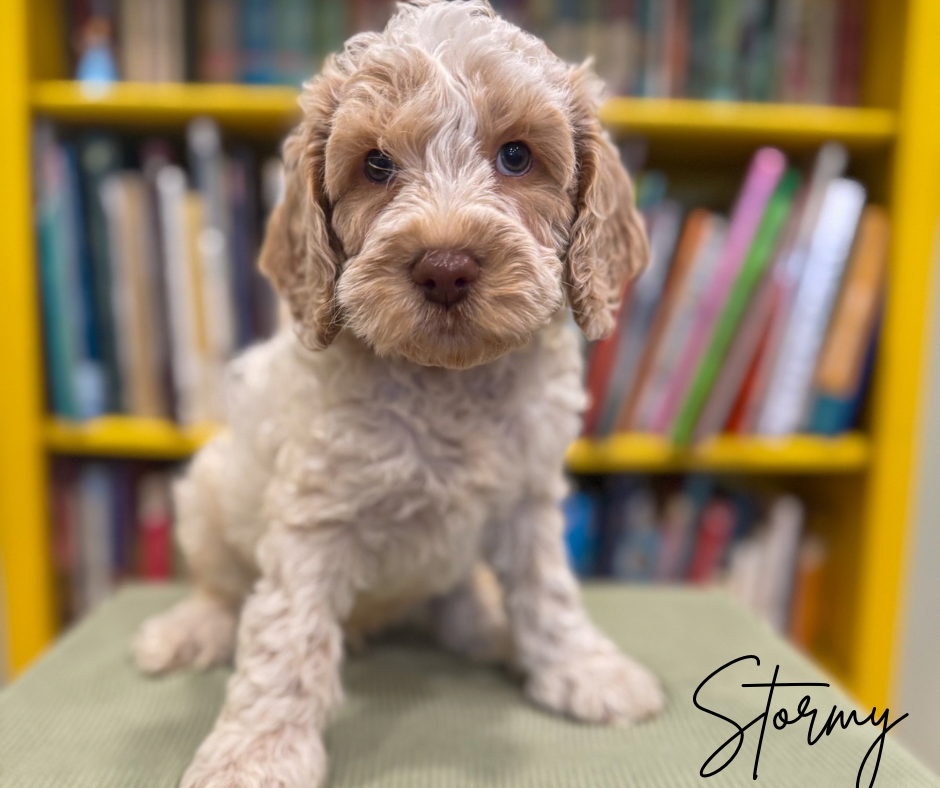 Chocolate parti Australian Labradoodle puppy