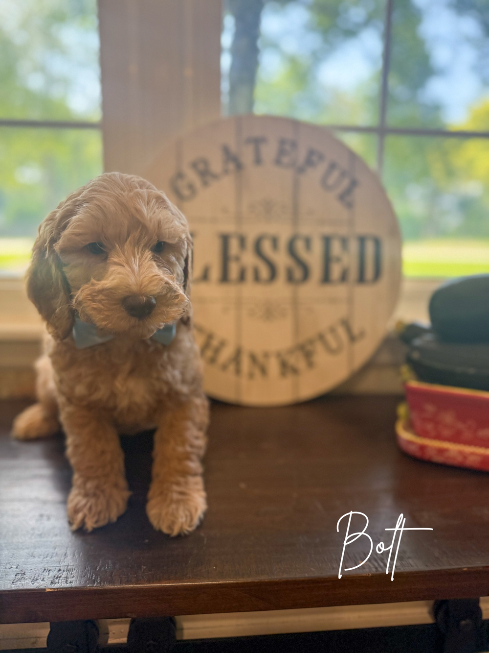 Chocolate solid Australian Labradoodle puppy