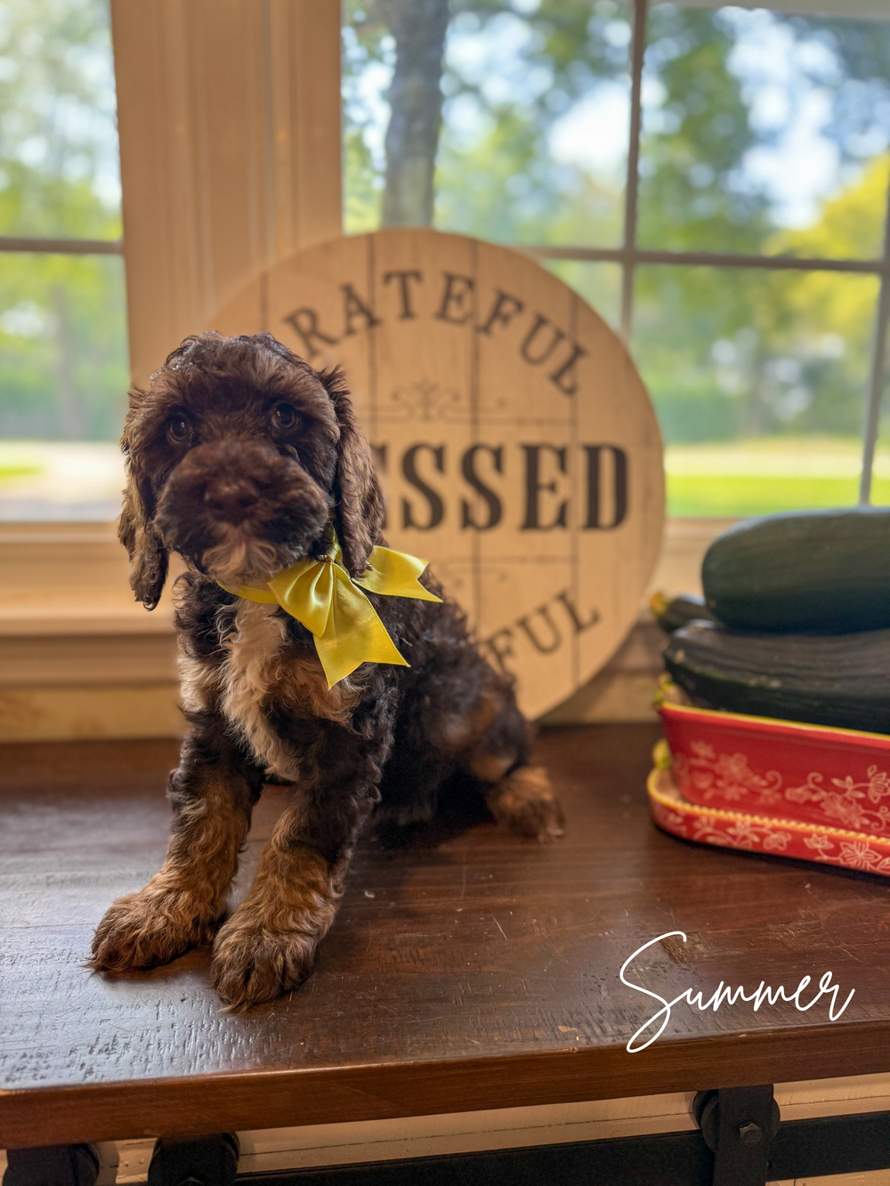 Chocolate phantom Australian Labradoodle puppy