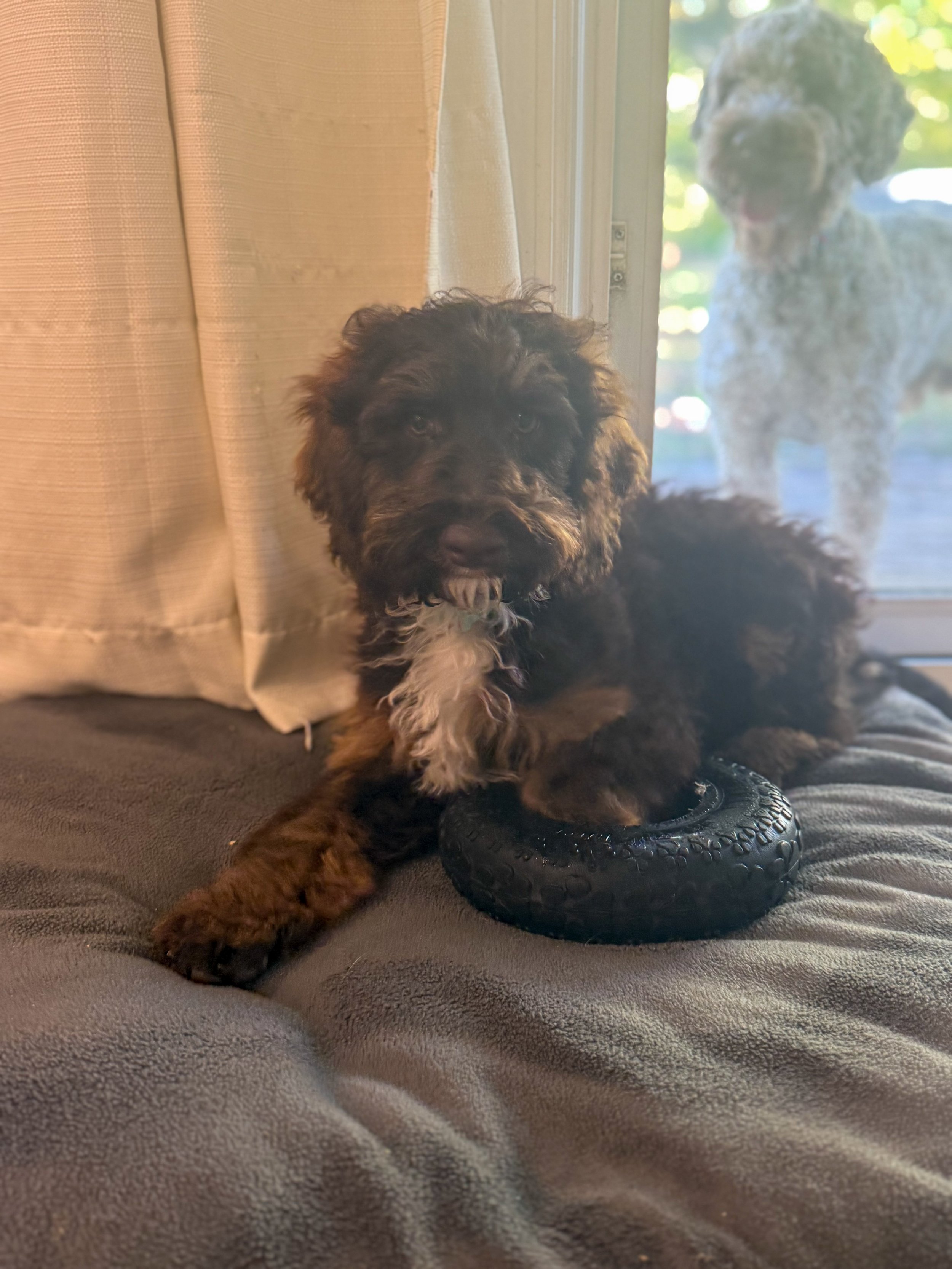 A cute puppy with curly black and brown fur lying on a gray blanket, with one paw on a small black rubber tire chew toy. There is a window behind with two dogs outside, and curtains partially drawn on the side.