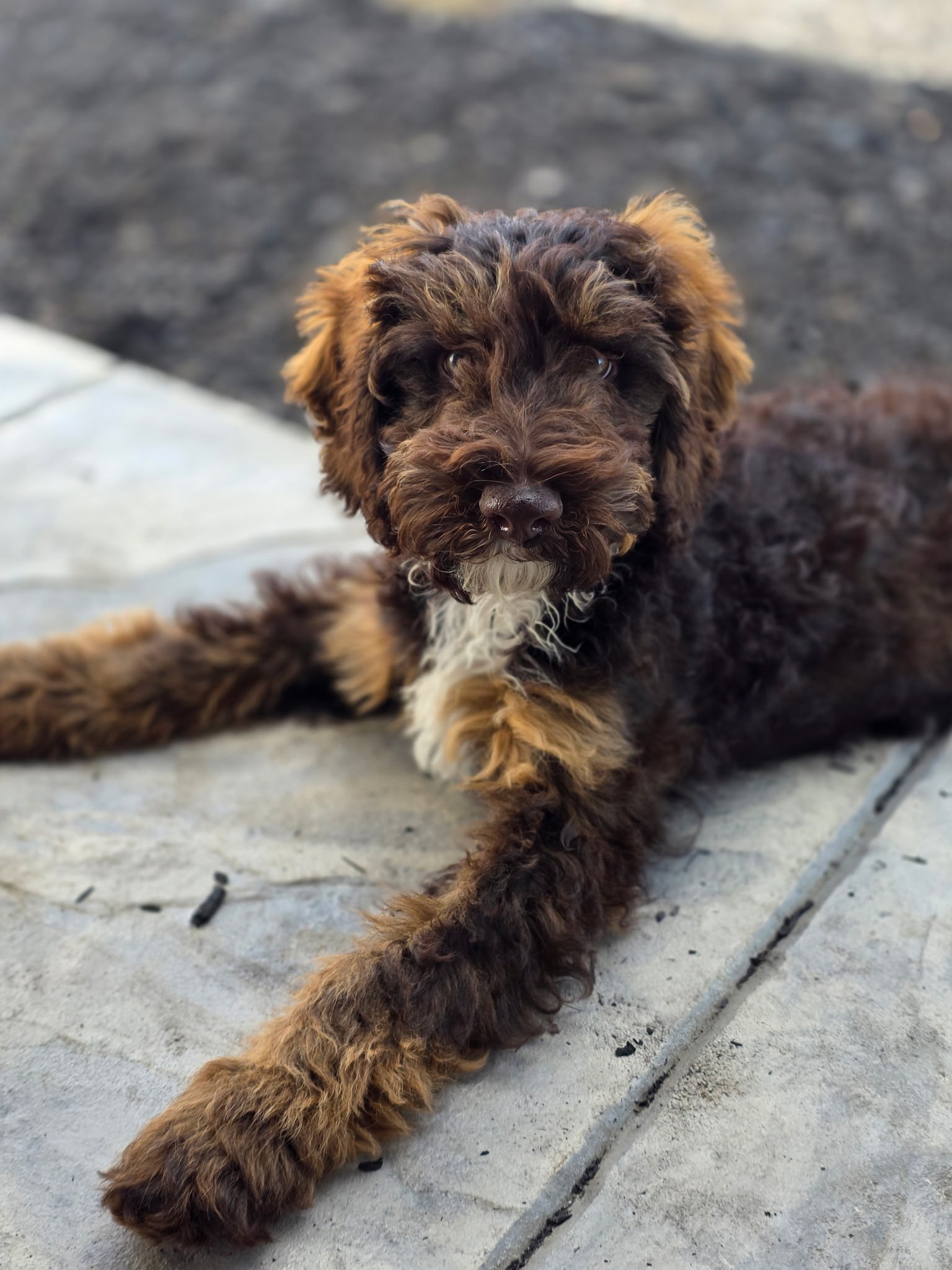 A cute brown and black puppy with a white patch on its chest, lying on a concrete surface, looking at the camera.