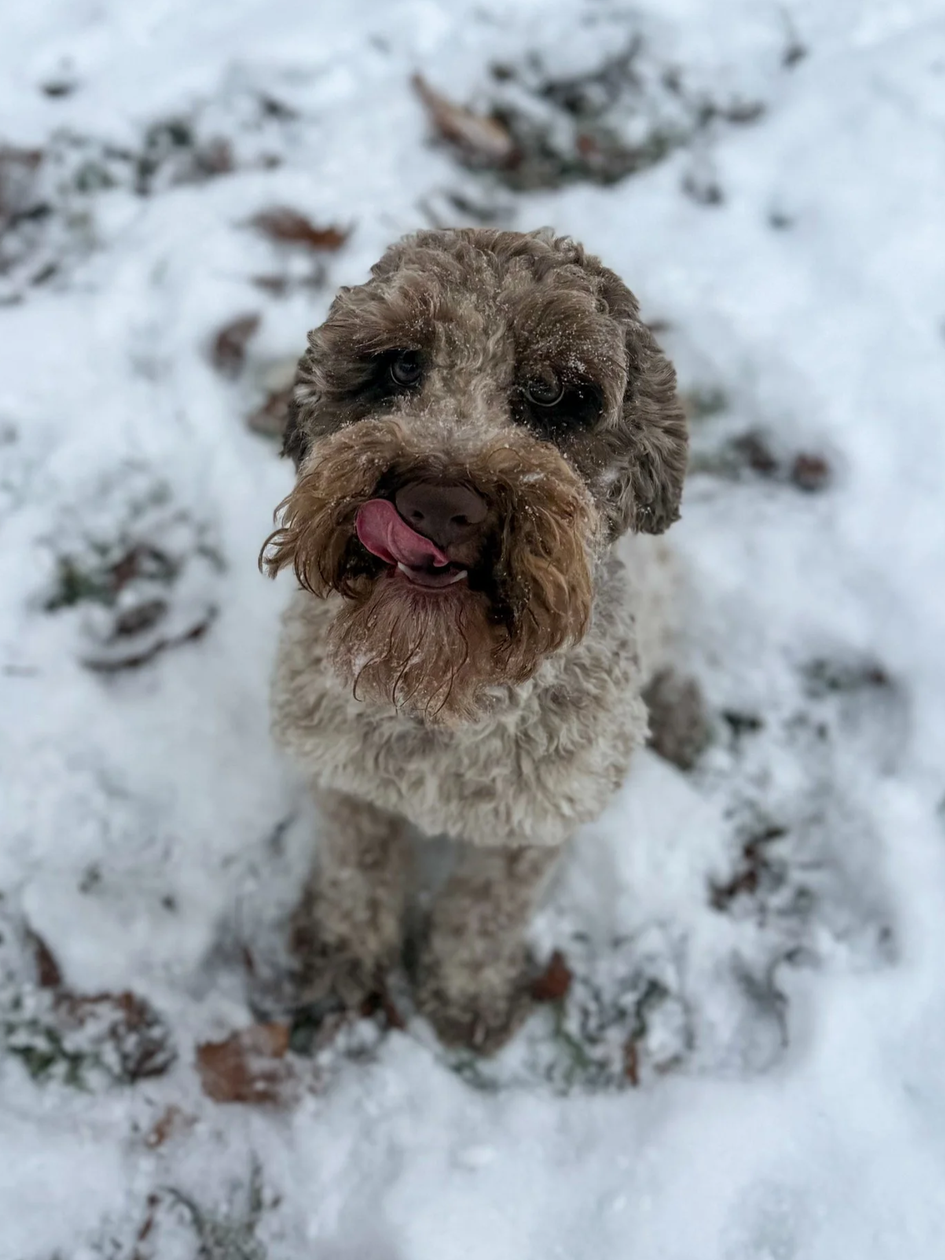 A curly-haired dog with a brown and white coat standing in the snow, licking its nose.