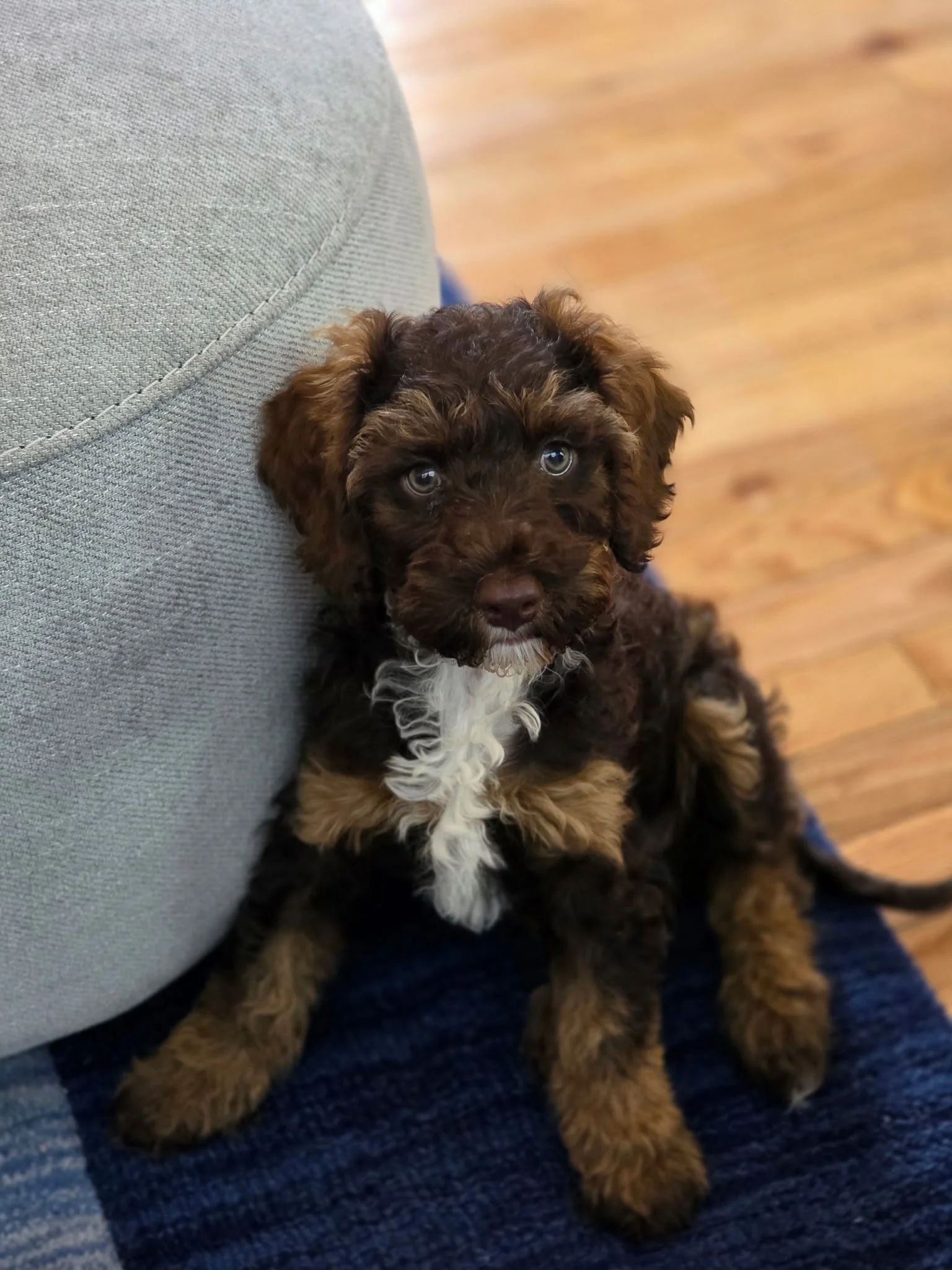 A young brown and white puppy with curly fur sitting on a blue carpet next to a gray couch on a wooden floor.