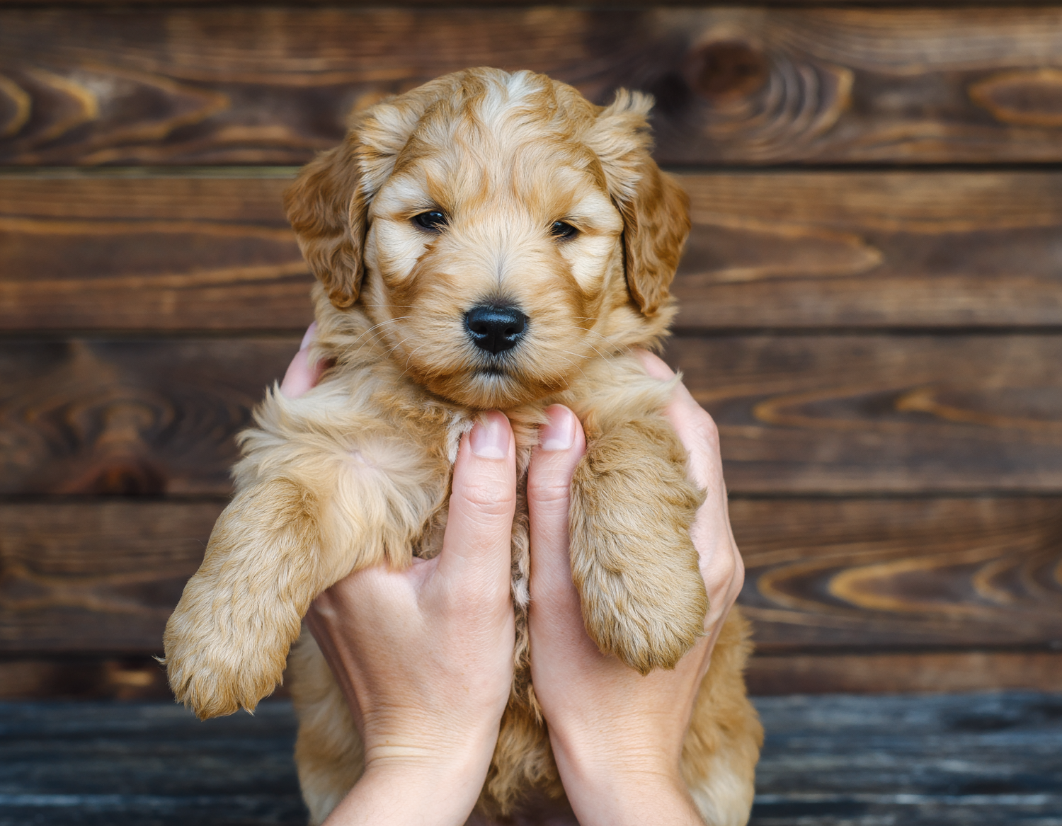Australian Labradoodle puppies raised with Puppy Culture in Anderson, Indiana