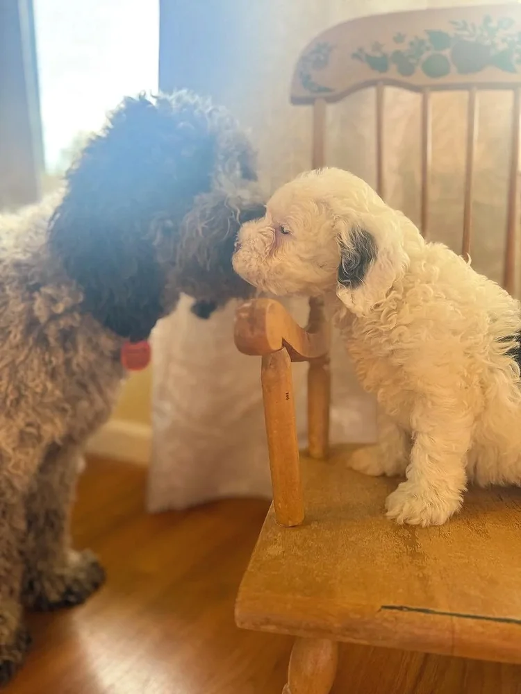 A mini Australian Labradoodle puppy at home with the Walls family in Anderson, Indiana