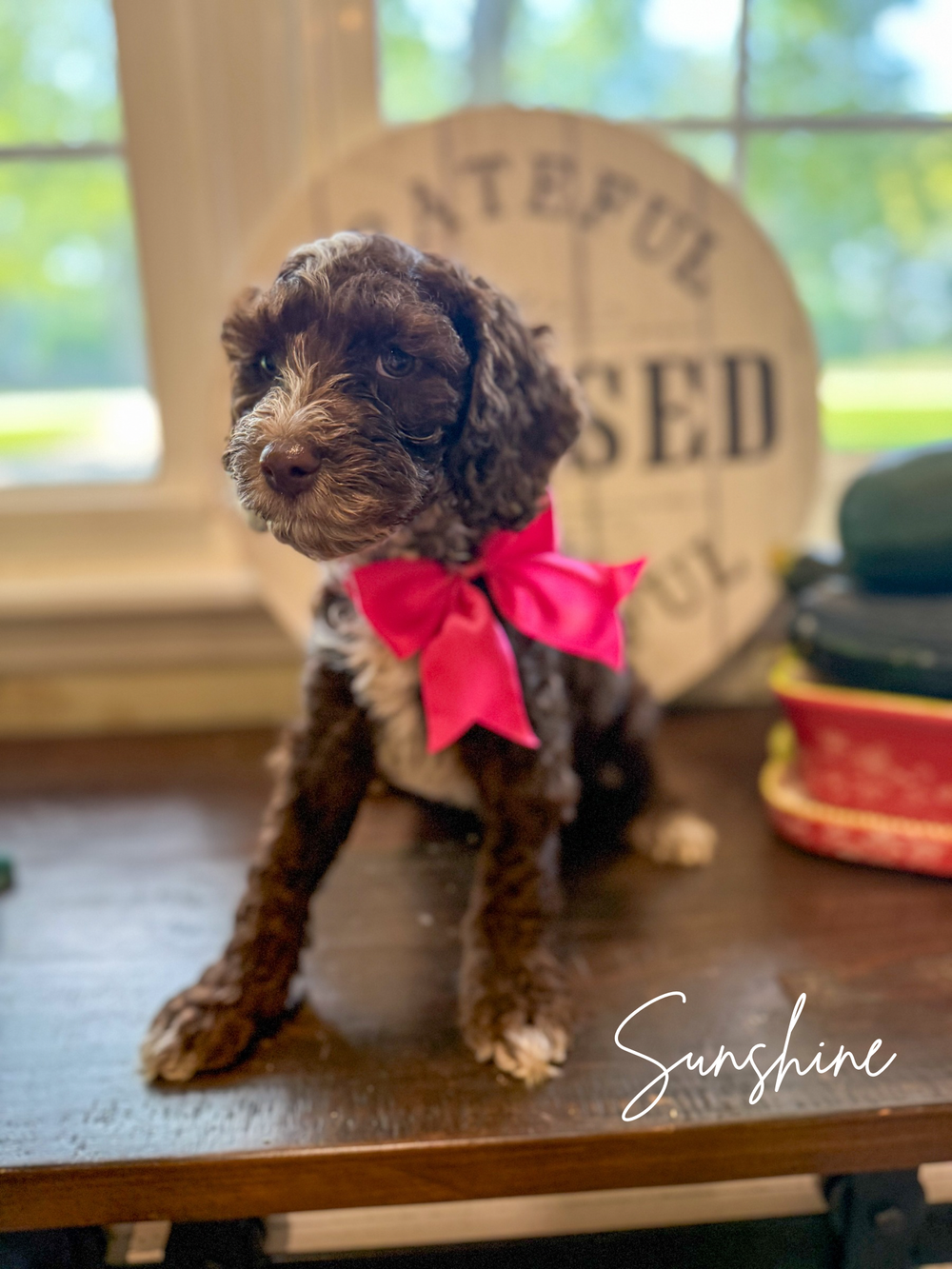 Caramel solid Australian Labradoodle puppy