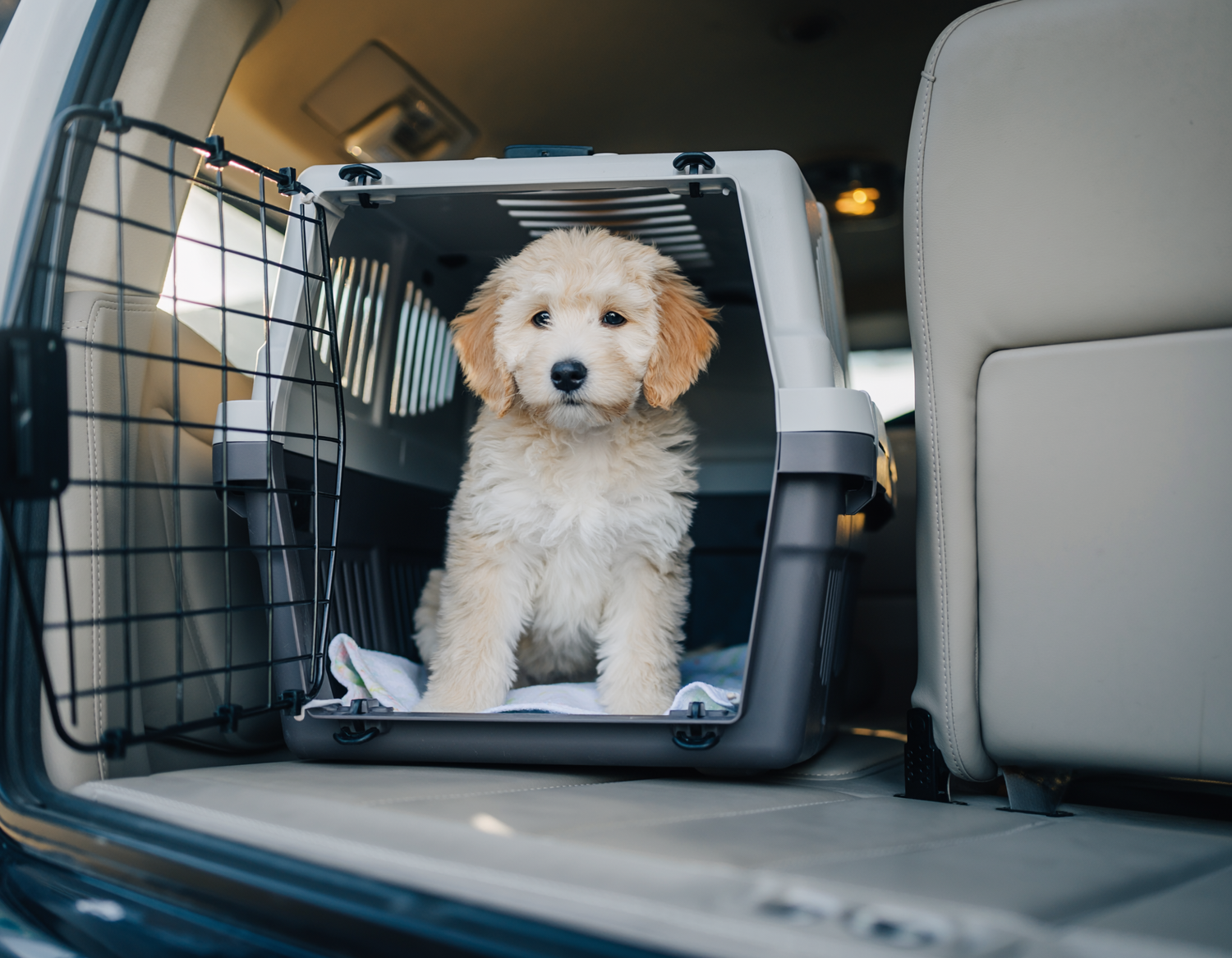 Australian Labradoodle puppy delivery from Anderson to Indianapolis and Central Indiana