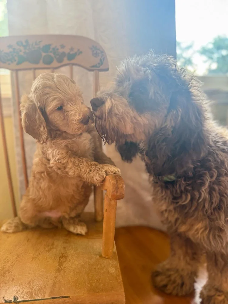 An Australian Labradoodle puppy meeting one of the adult dogs at Walls Family Doodles