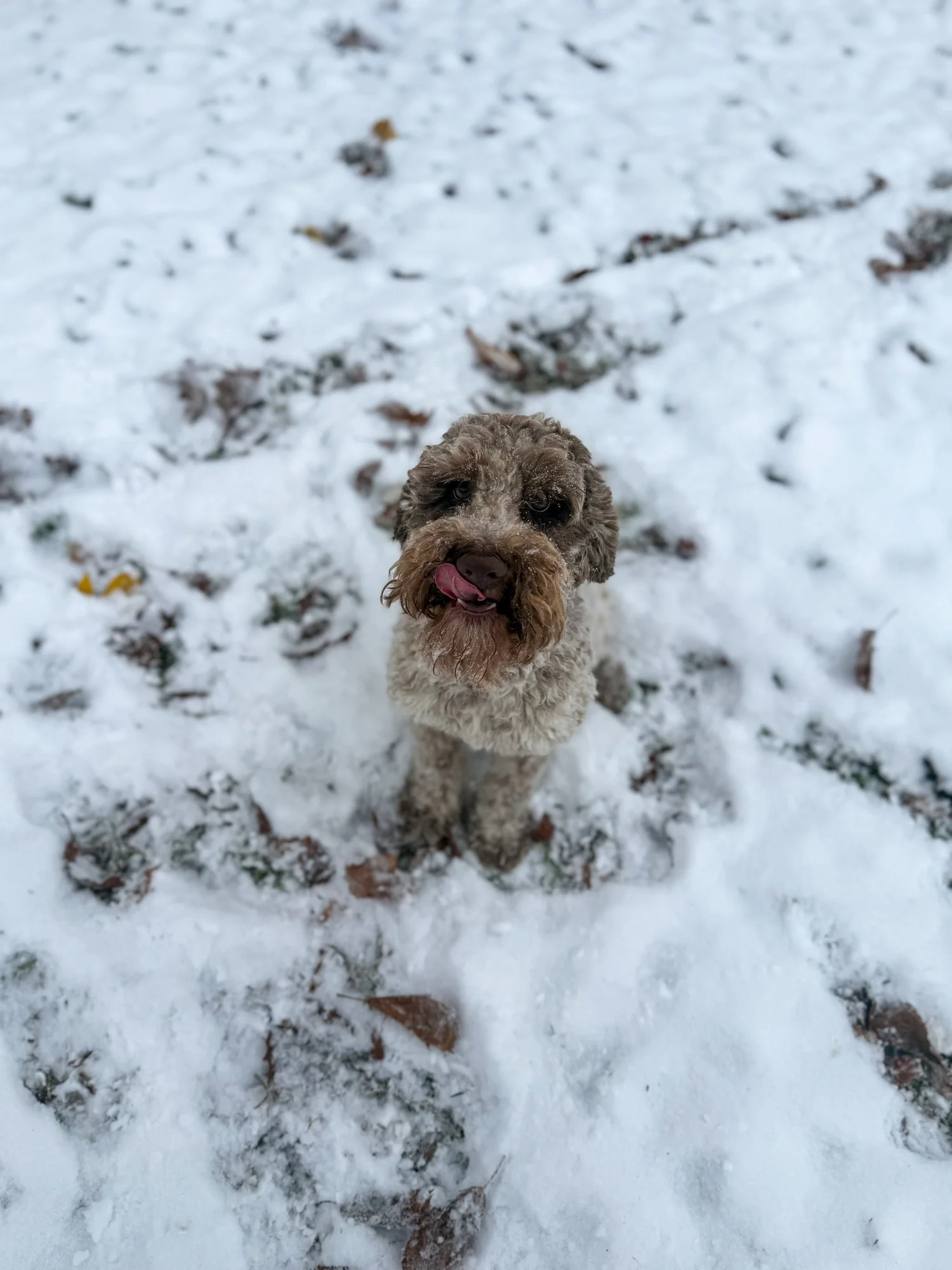 Sarge, a chocolate parti roan Australian Labradoodle in Anderson, Indiana