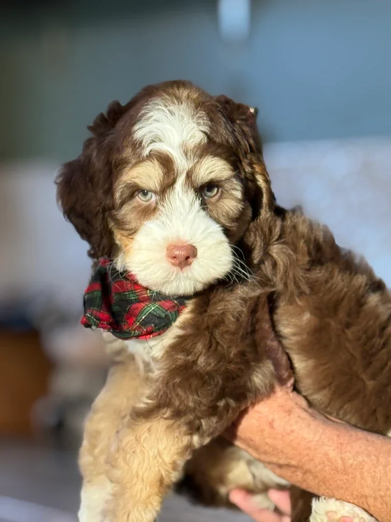 A cute brown and white puppy with blue eyes, wearing a red plaid bandana, being held up by a person's arm.