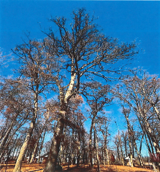 The Oaks woods