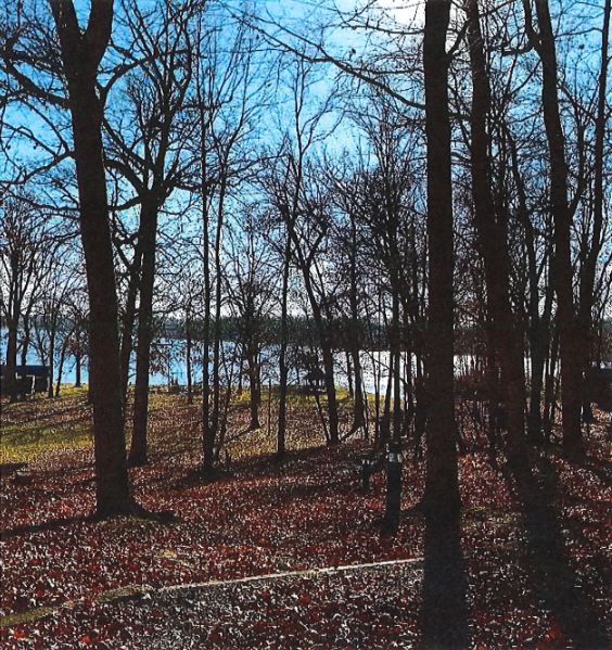 The Oaks woods