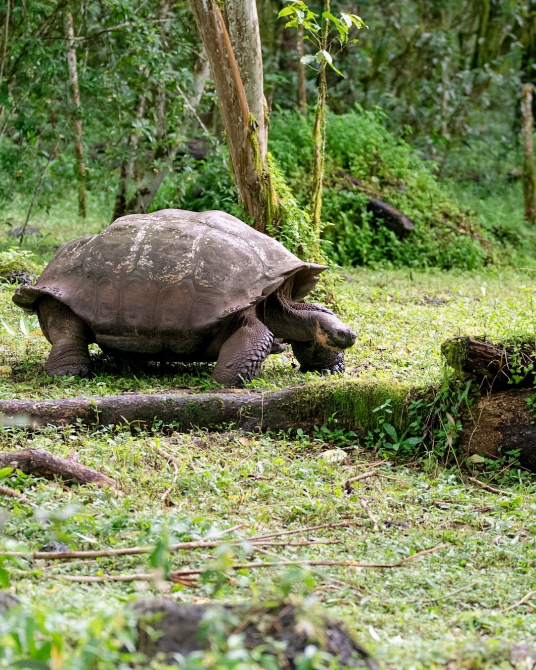 Let&rsquo;s take a moment to appreciate one of nature&rsquo;s slowest (and most underappreciated) heroes: the tortoise. 🐢

Tortoises play a quiet but powerful role in the animal kingdom. As herbivores, they help shape ecosystems by grazing on vegeta