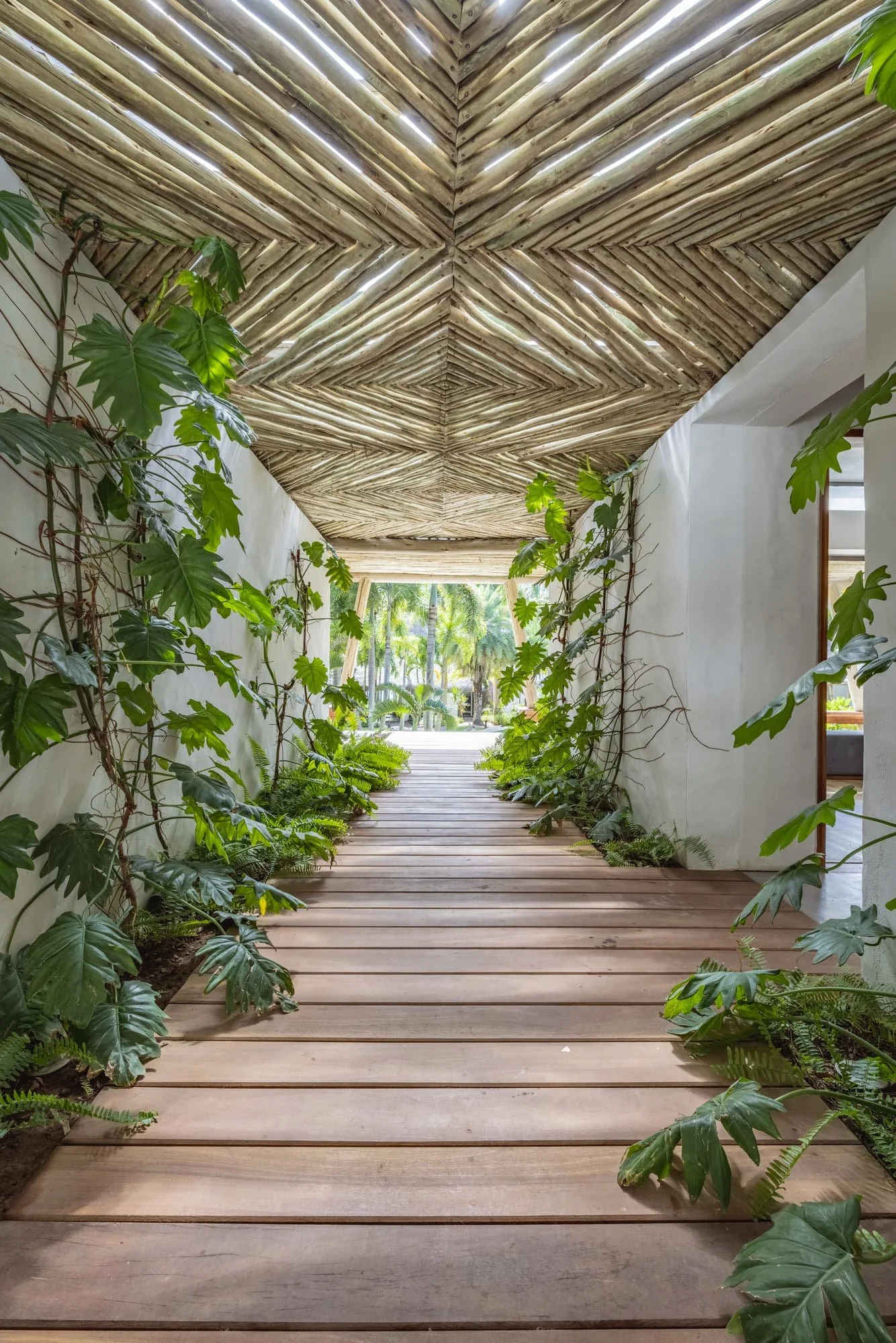 Timber walkway sheltered by a patterned canopy and tropical plants