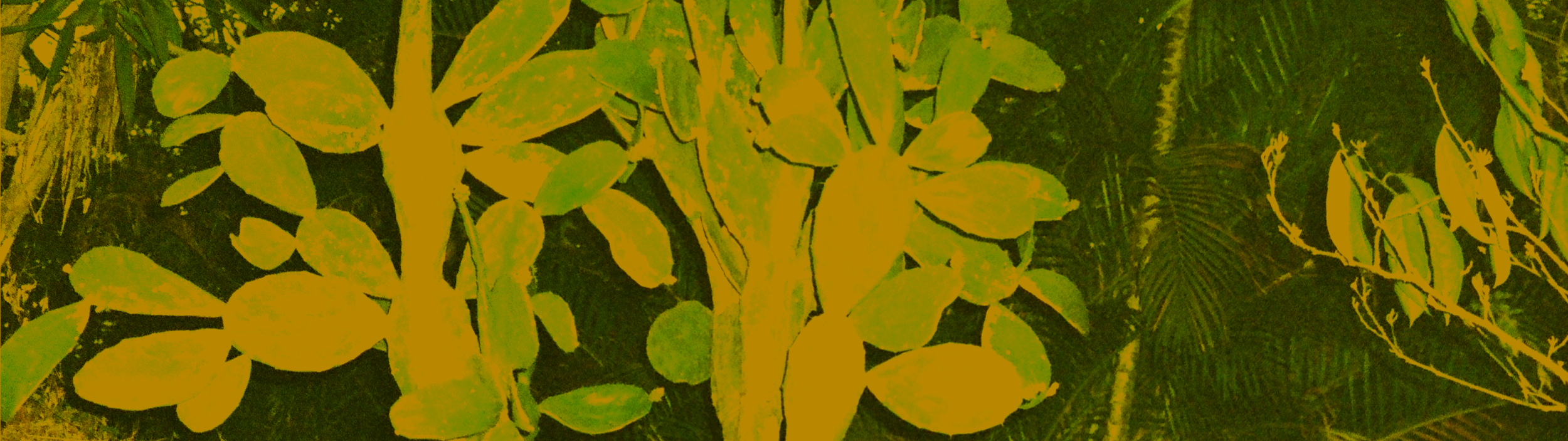 TERRA IGNOTA Visual Art Submission — Pomelo Travel