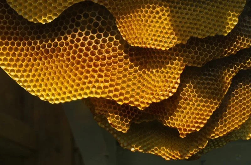 Honeycombs in Architecture