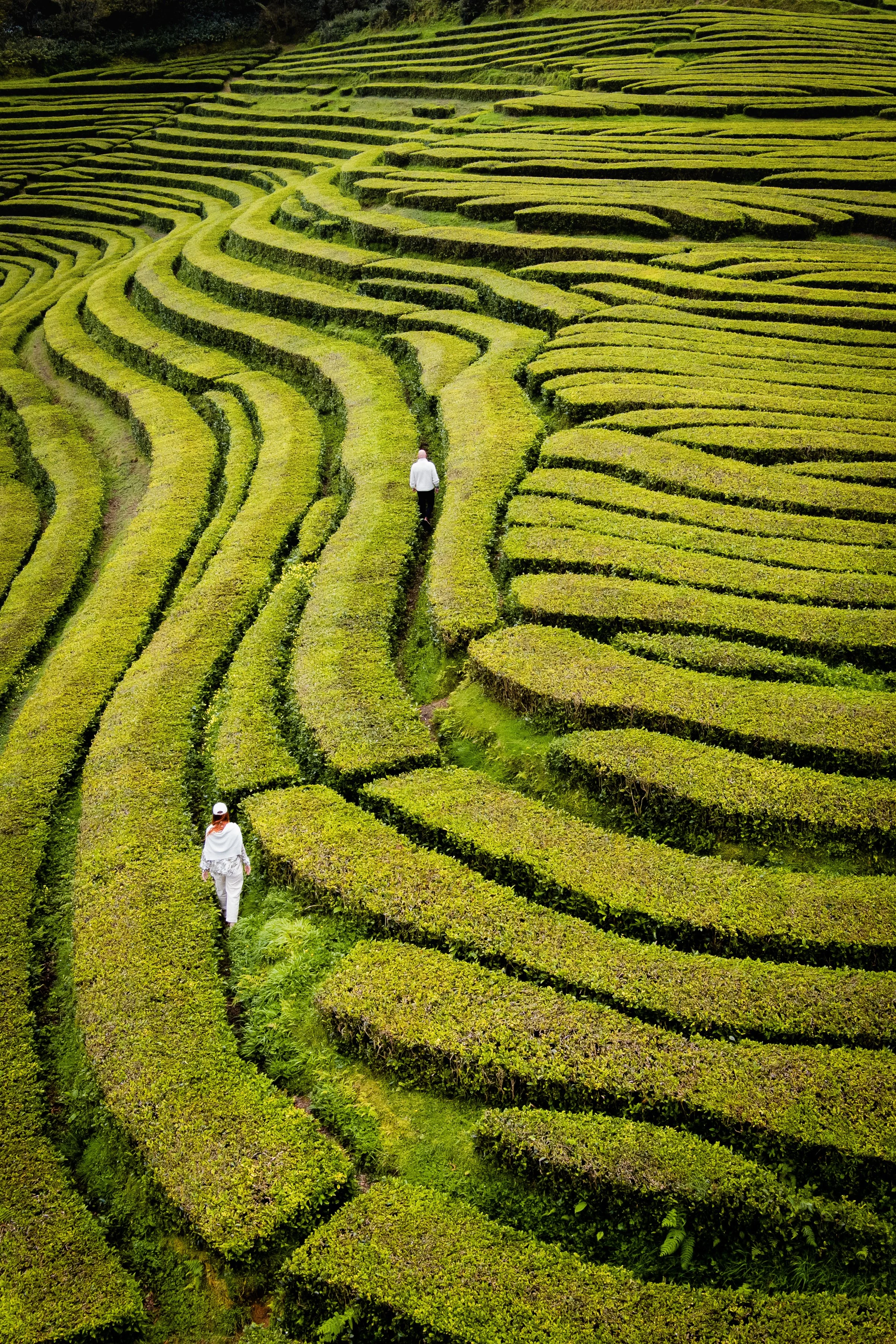 Aerial view of people walking through the tea plantation fields during a photo tour in São Miguel, Azores