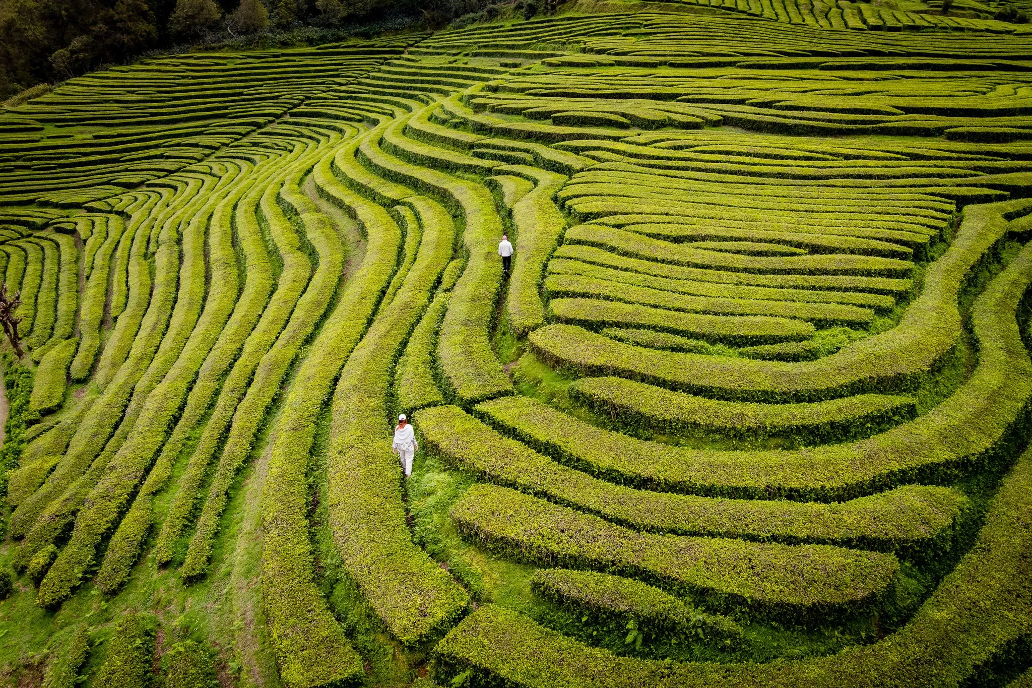 Aerial view of people walking through the green tea fields of Gorreana in São Miguel, Azores