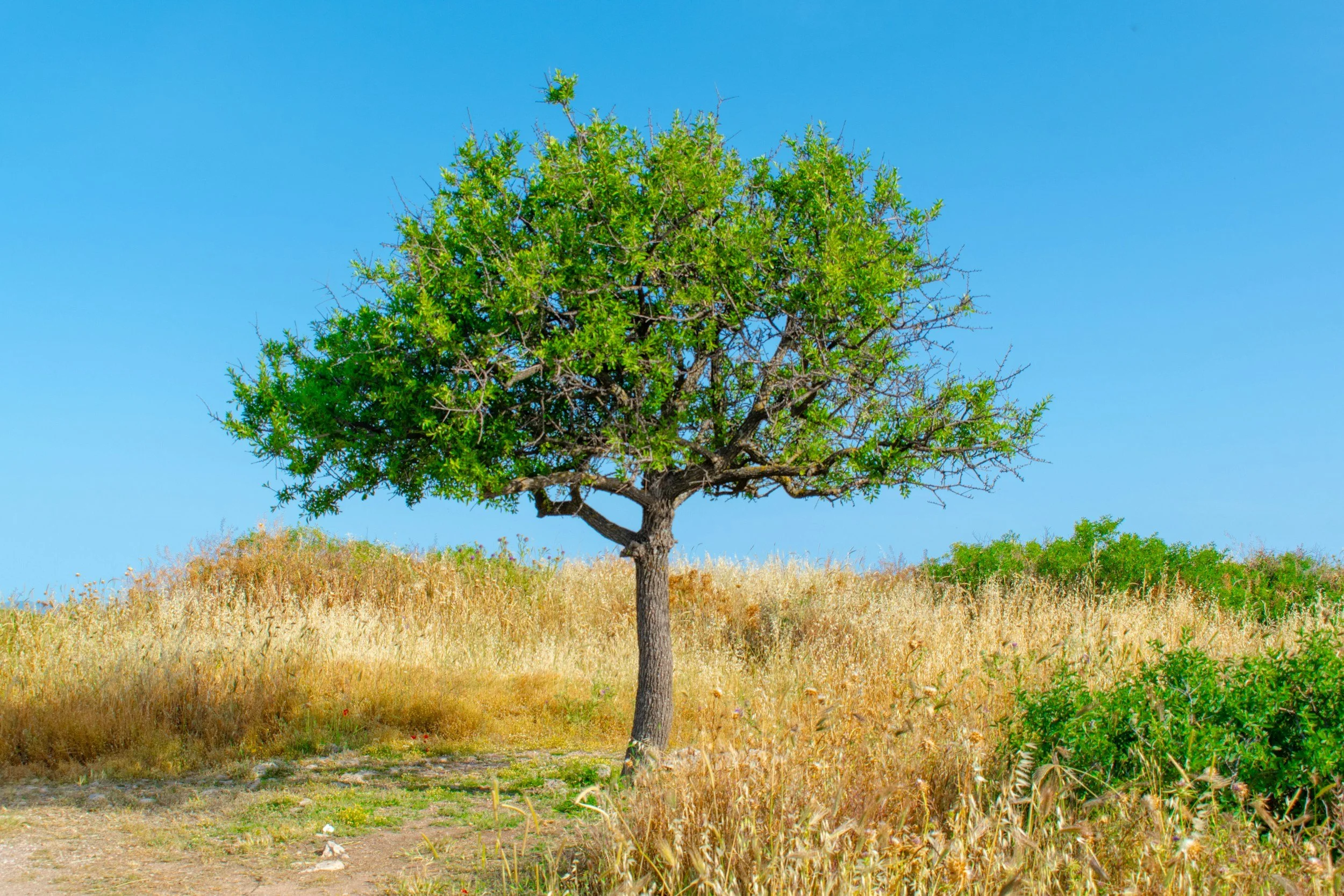 What to Do When God Plants Something in Your Heart