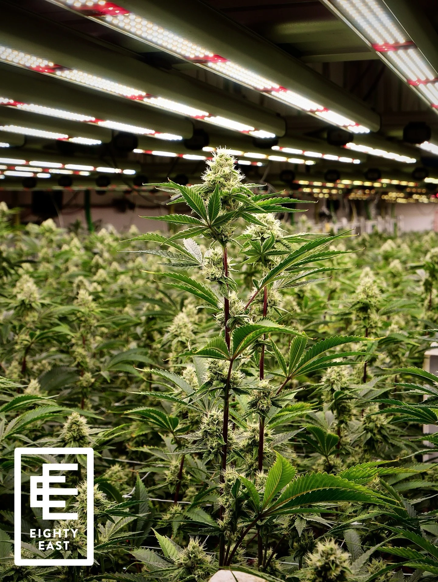 24/7 NO DAYS OFF | EIGHTY EAST