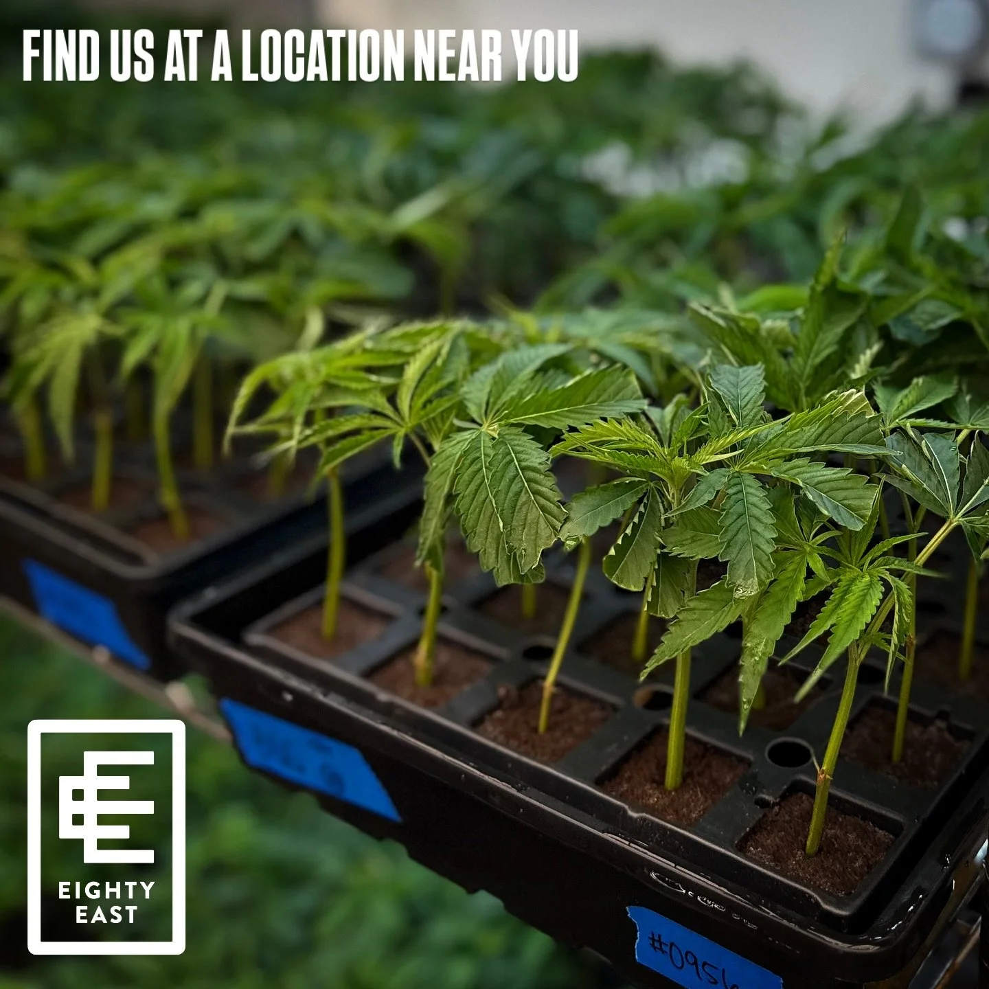 WANT TO KNOW WHERE YOU CAN FIND OUR BAGS? GO TO WWW.EIGHTYEAST.COM AND CLICK ON OUR &lsquo;STORE LOCATOR&rsquo;