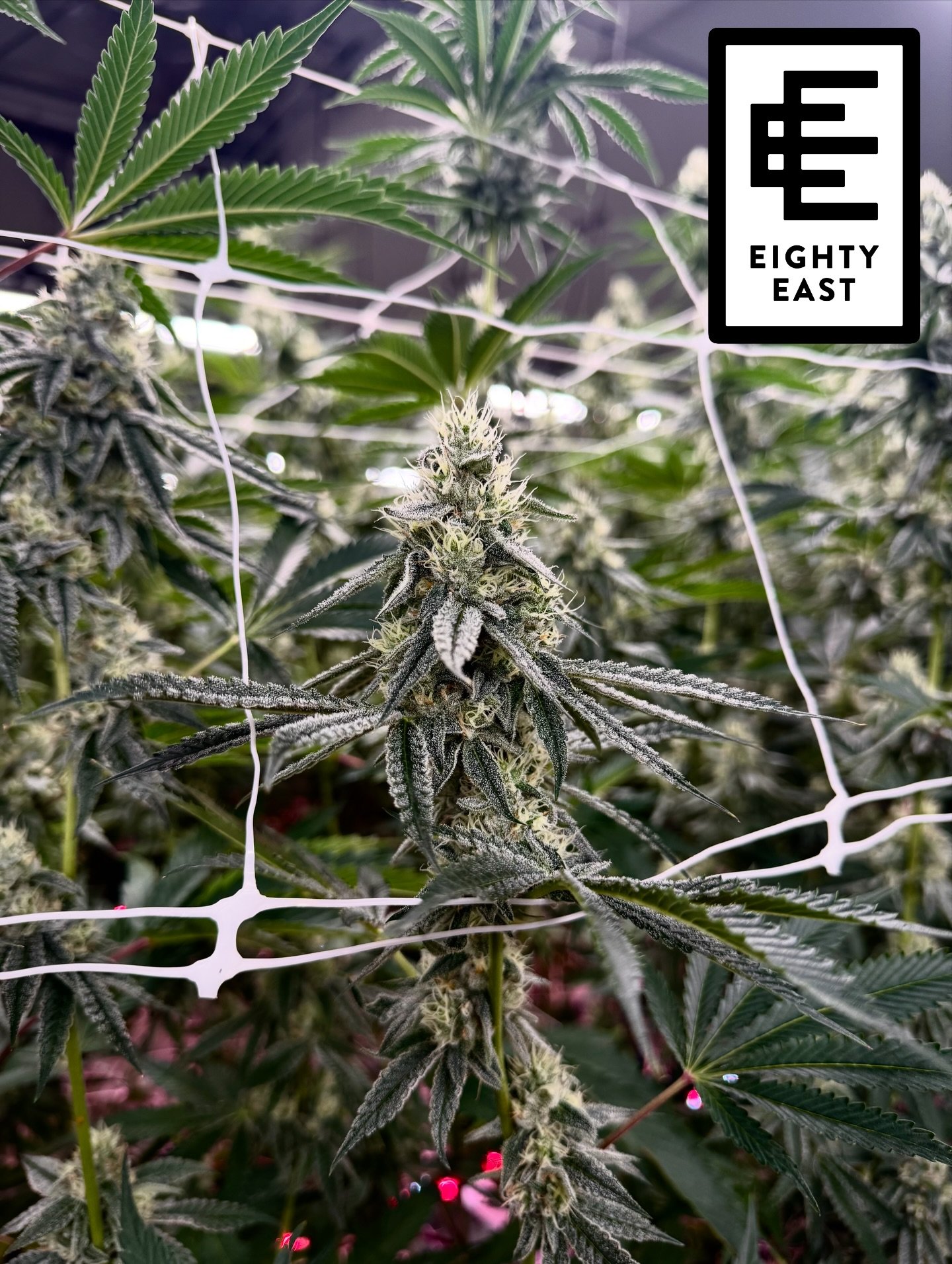 QUALITY FIRST 🚨 EIGHTY EAST