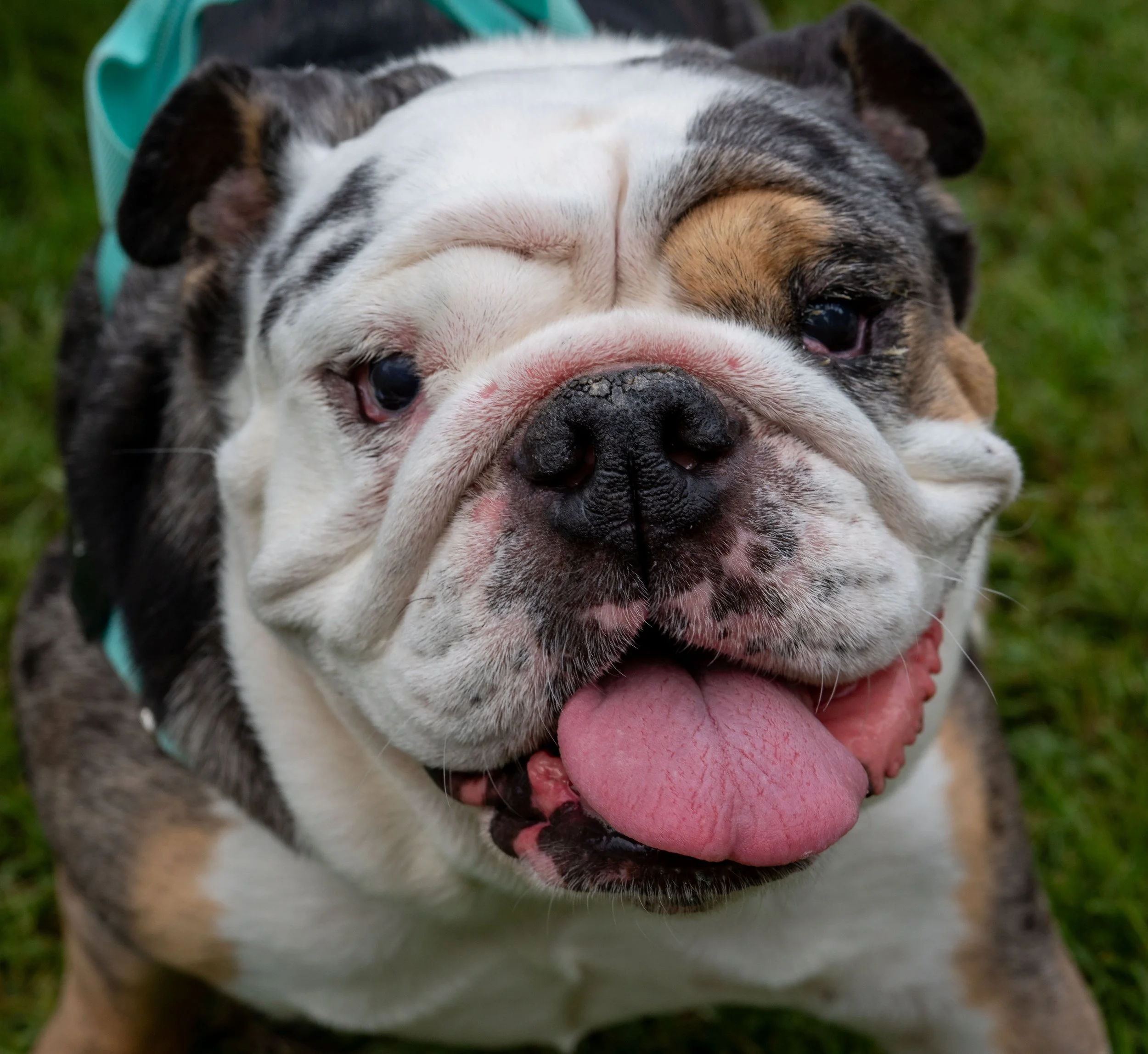 7_21_25 Dogs funfest  72dpi-8.jpg