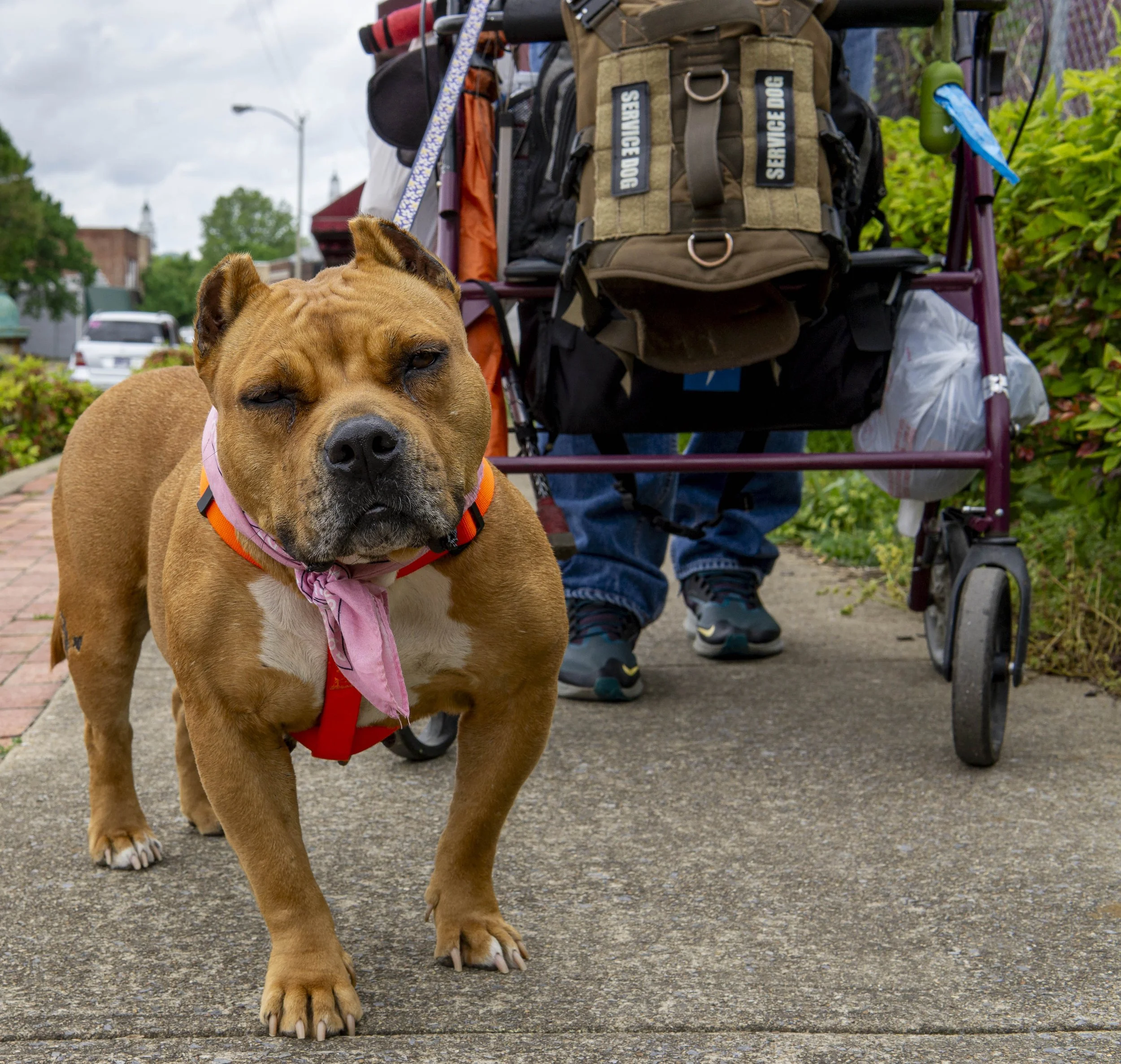 4_22_25 Dog Brooks KPT 72 dpi.jpg