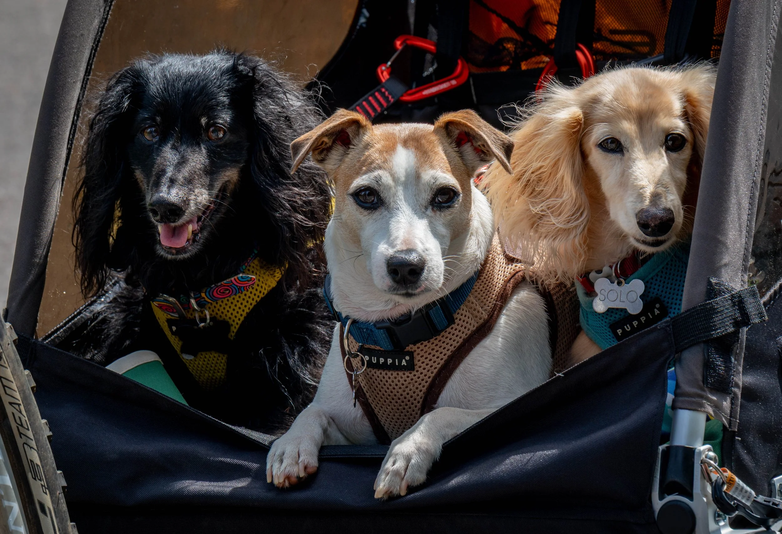 7_18_25 Misc dogs vultures Flrs 72 dpi-9.jpg