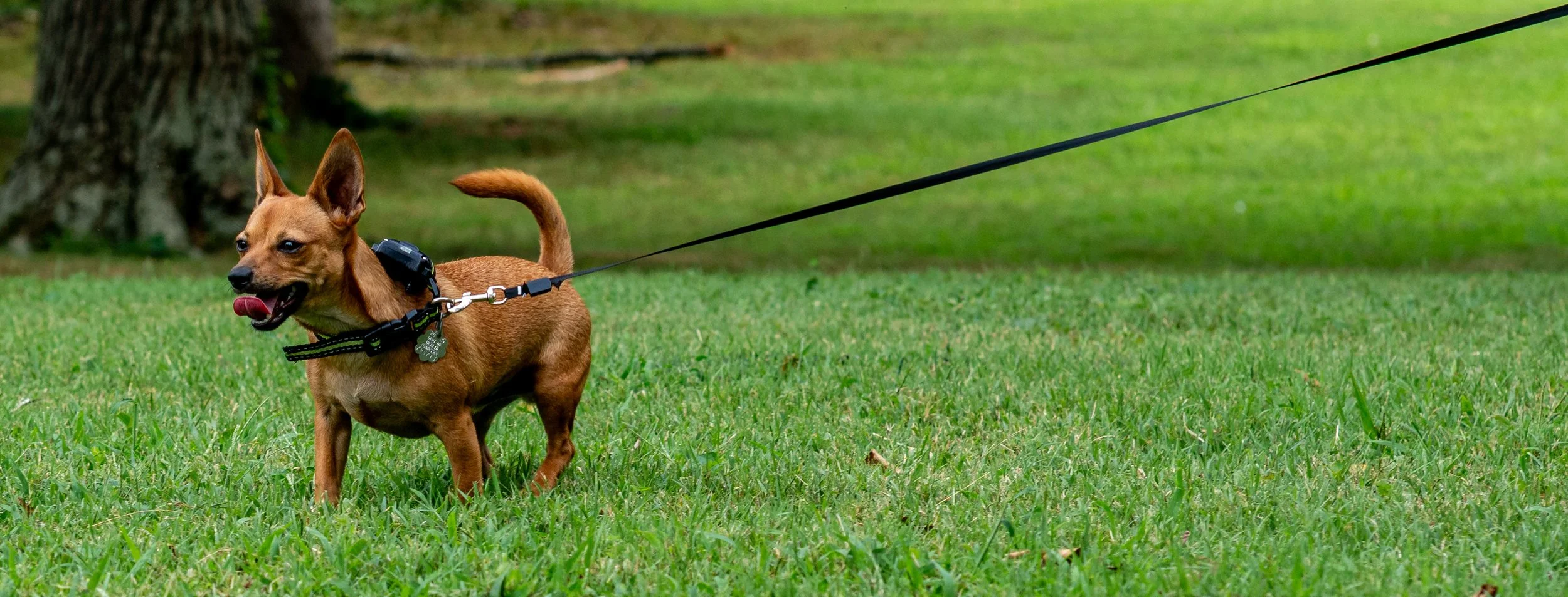 7_21_25 Dogs funfest  72dpi.jpg