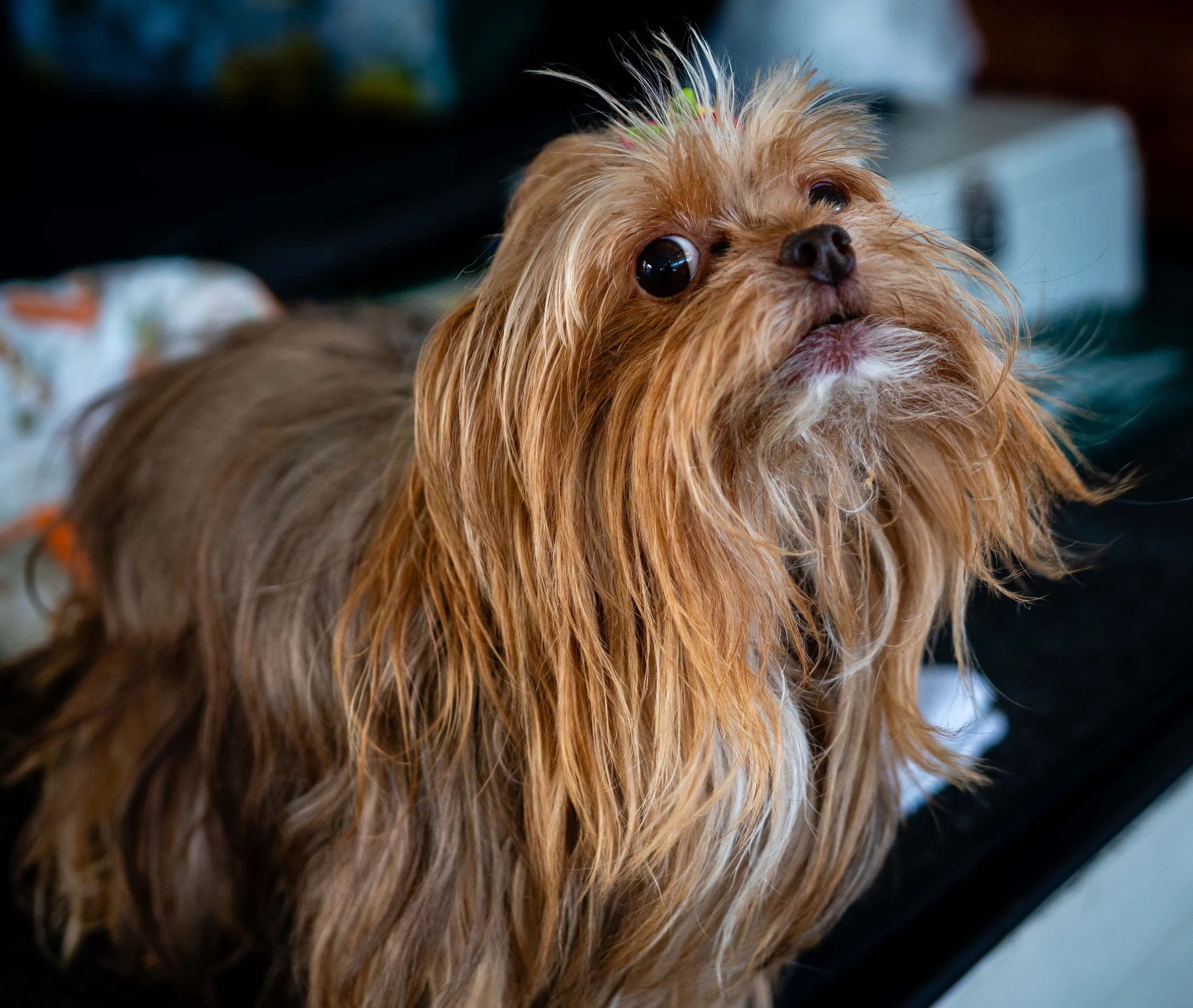 7_2_25 Dog Kiss  72 dpi.jpg