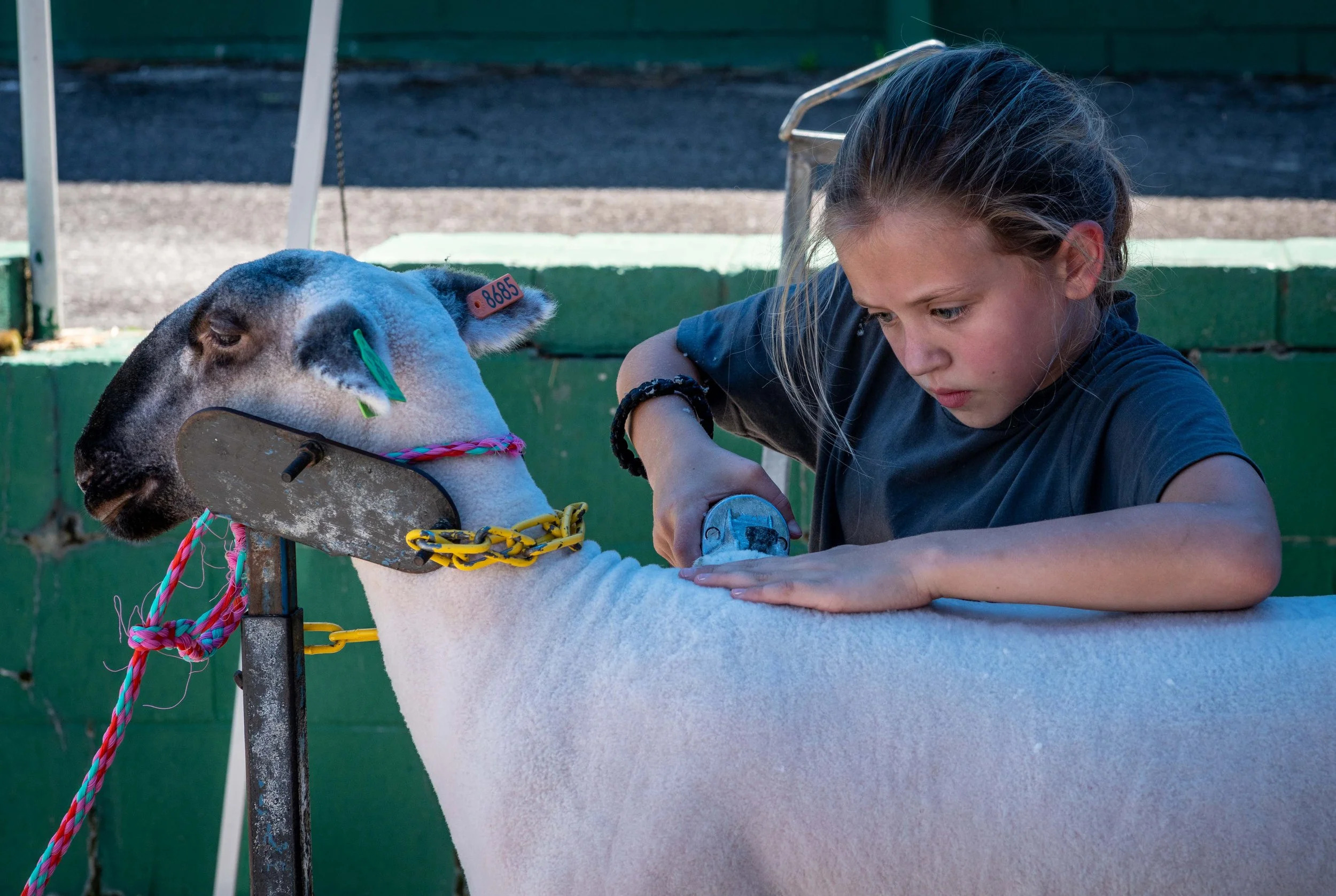 8_5_23 4H Club goats WEB (9 of 32).jpg