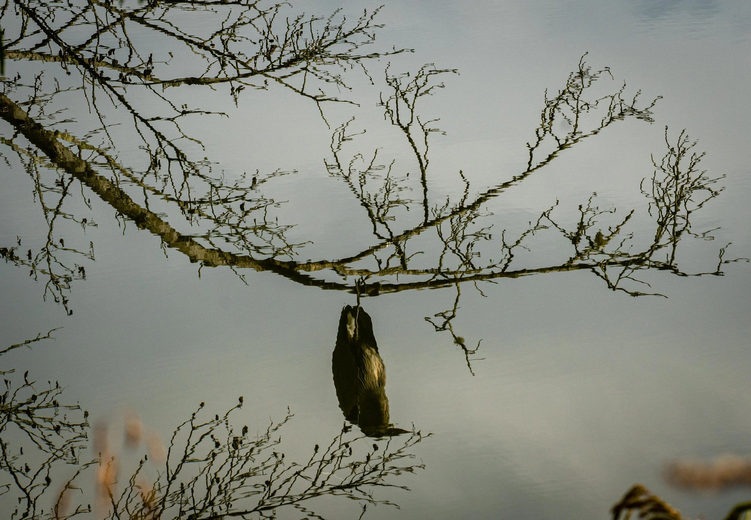 11_11_21 Warriors_web-10.jpg