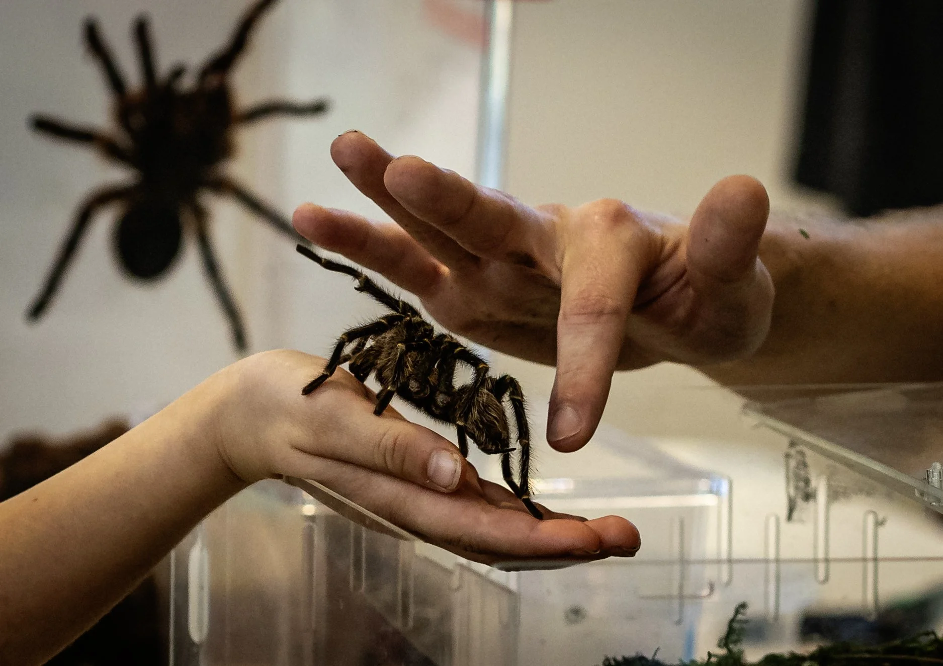 10_14_25 Spider Talk 72 dpi d-18.jpg